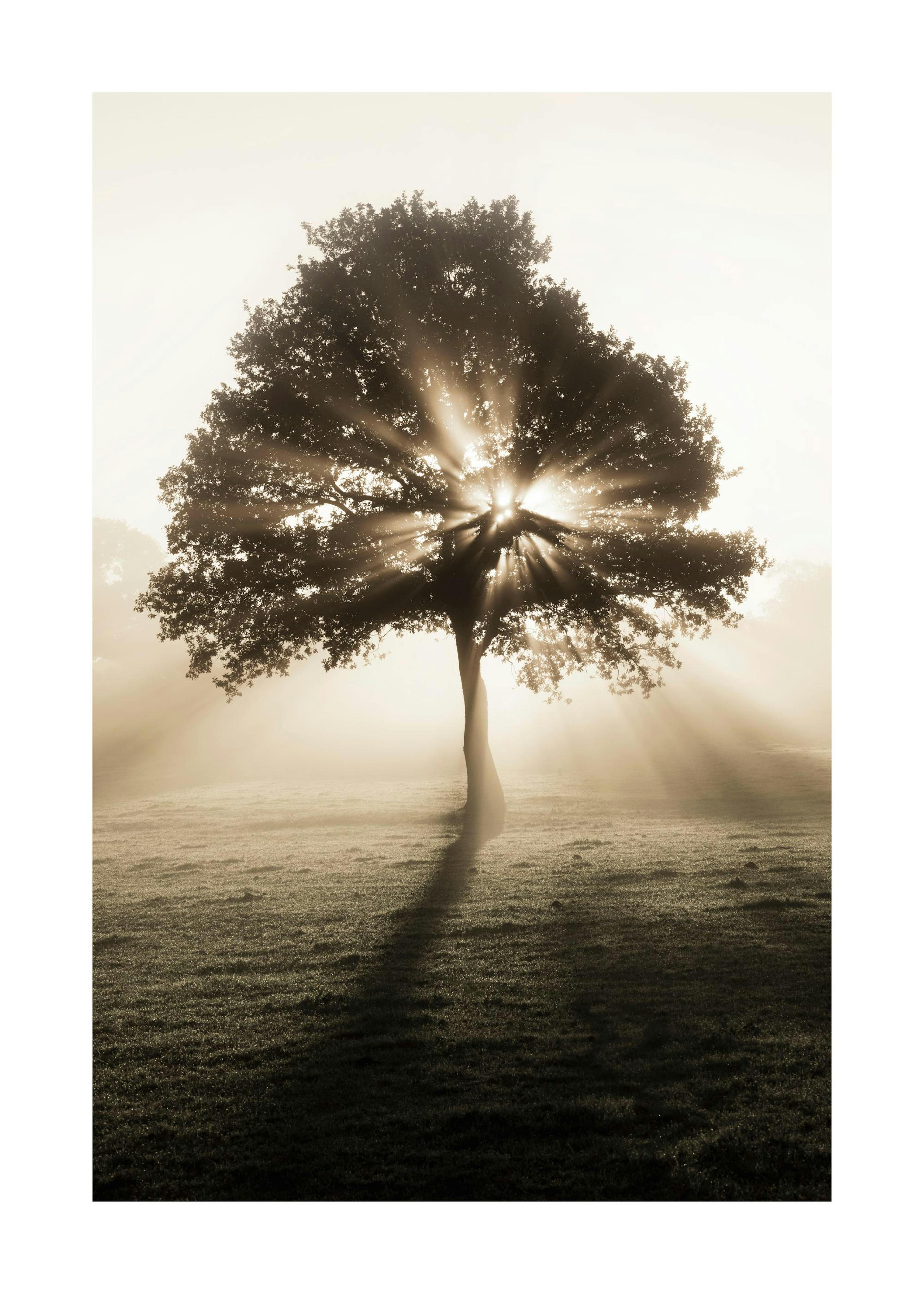 Sunrise Tree Poster 0
