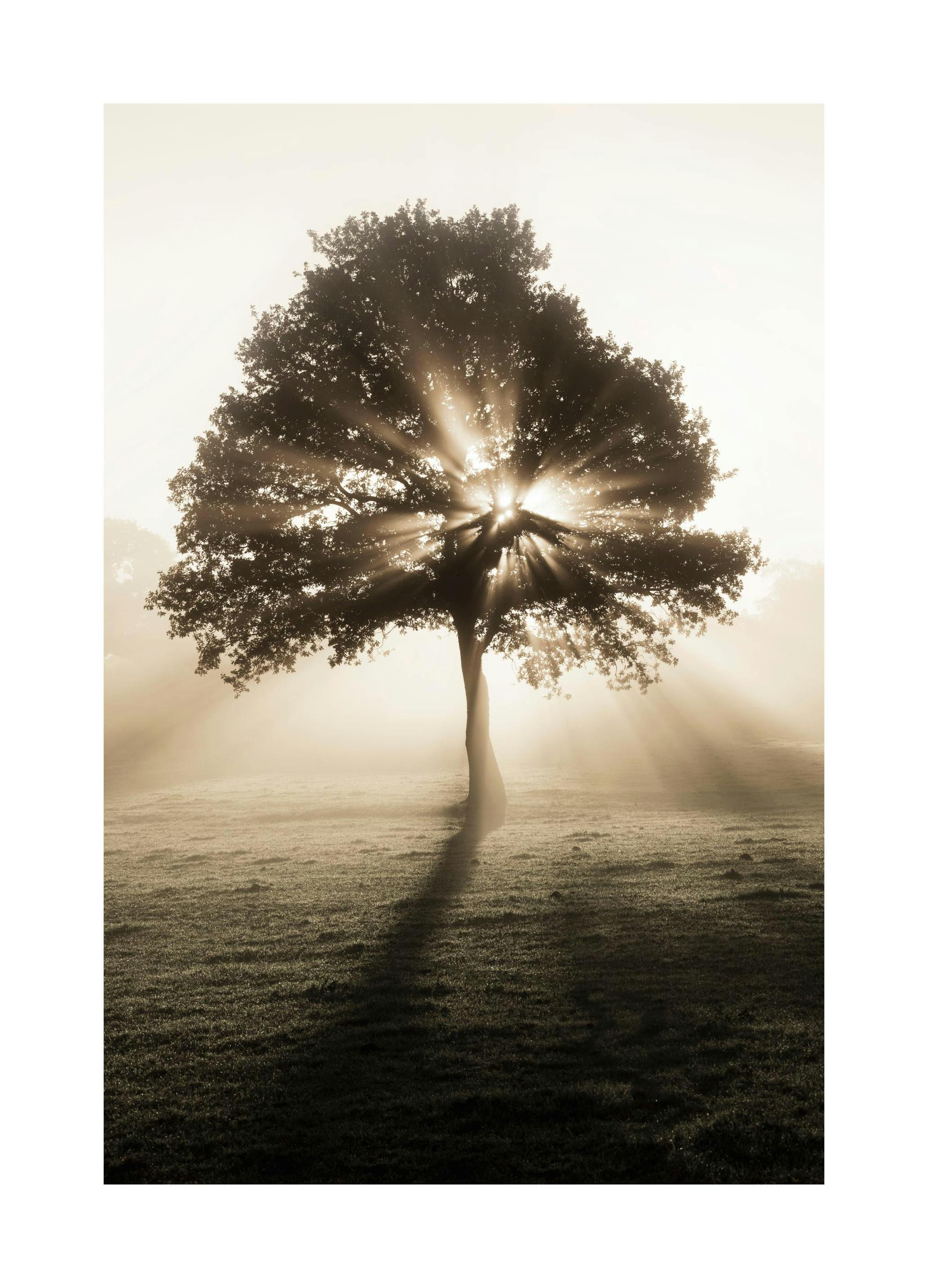 Plakat Wschodzące Słońce (30x40 cm) - Poster Store
