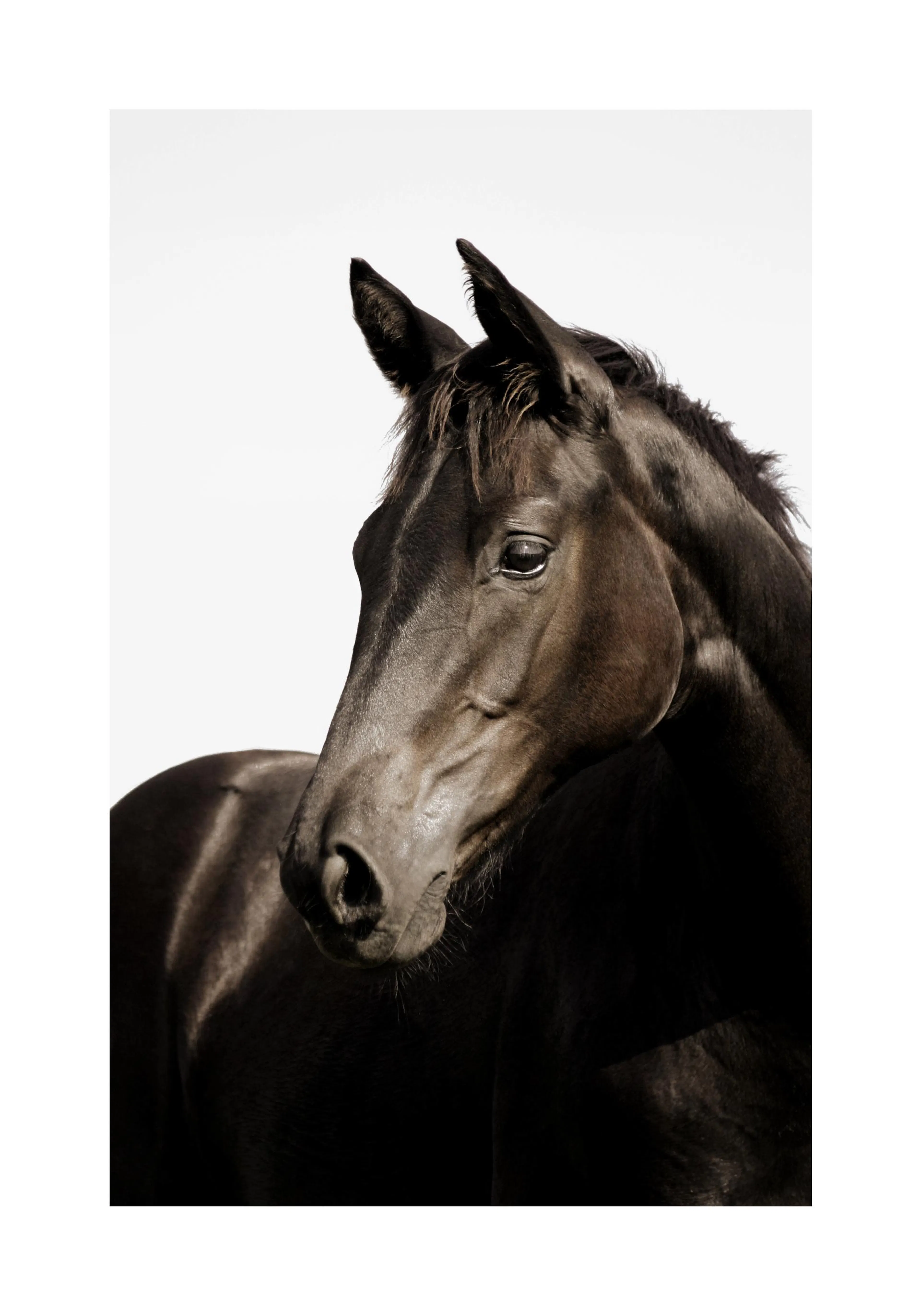 A poster featuring a dark horse with a shiny coat on a white background, looking left.