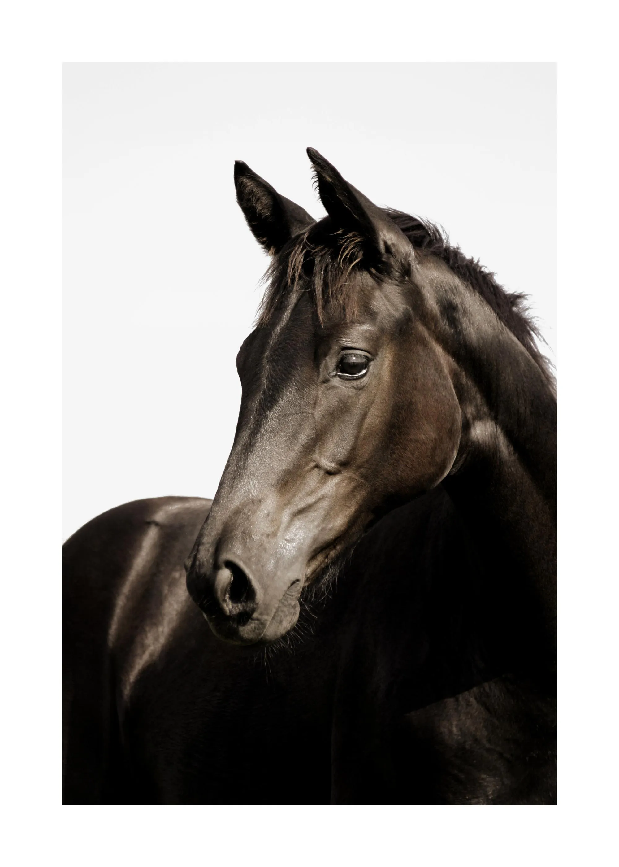 A poster of a black horse, head turned, with its dark coat visible against a bright white background.