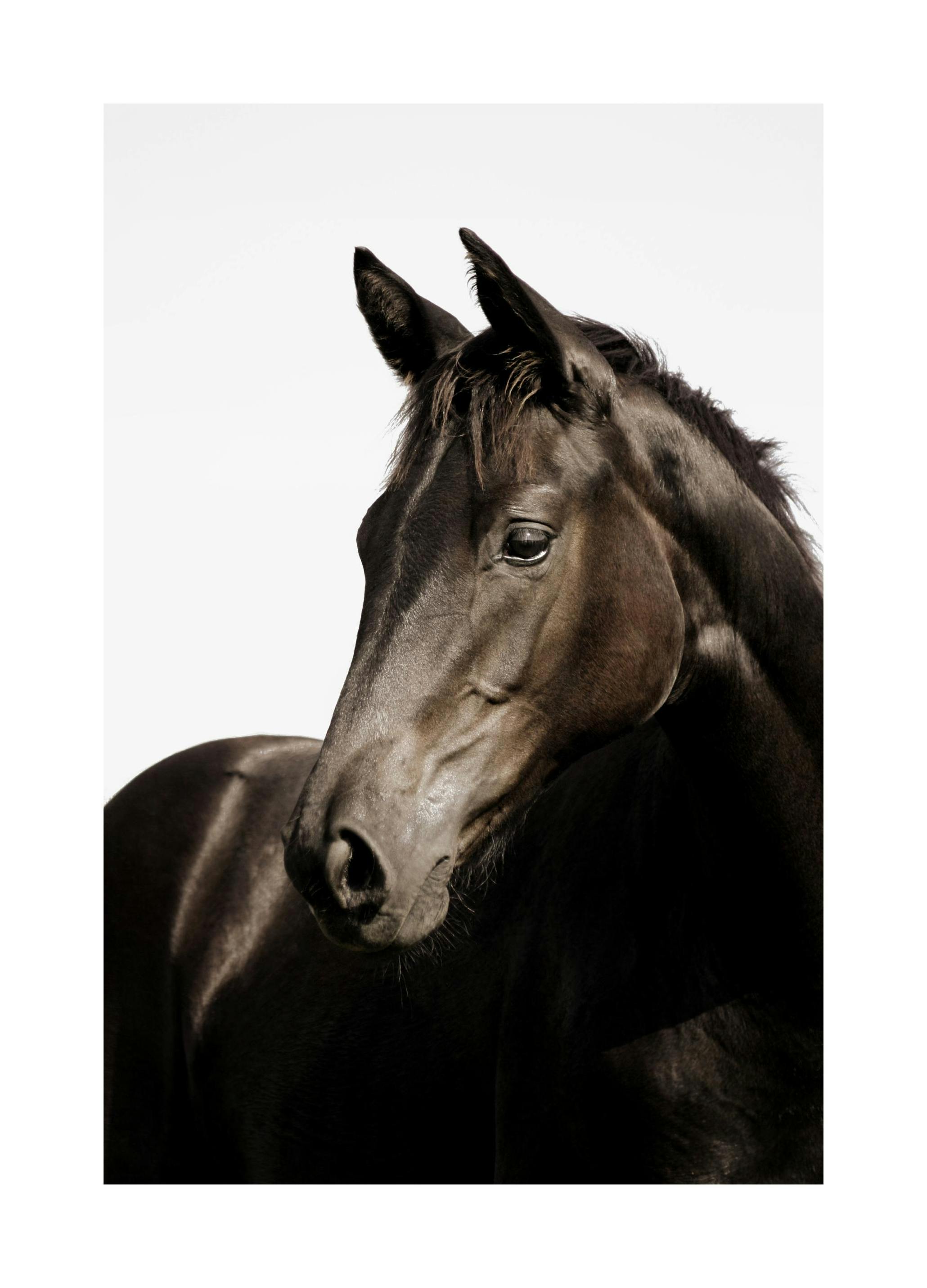 Brown Horse Poster (21x30 cm) - Poster Store