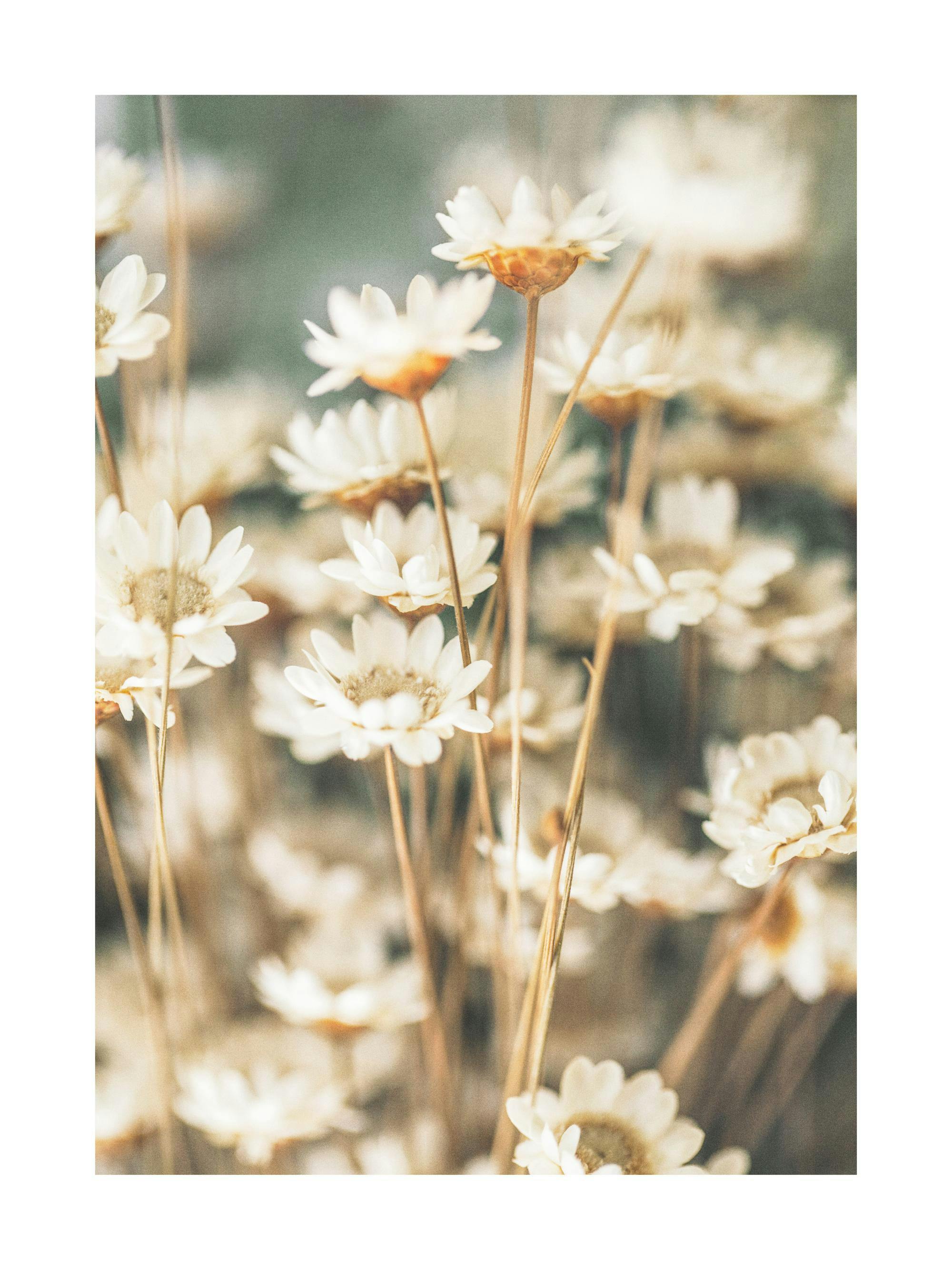 Ein Poster mit einer Nahaufnahme von trockenen, cremefarbenen Gänseblümchen auf einem verschwommenen Hintergrund.