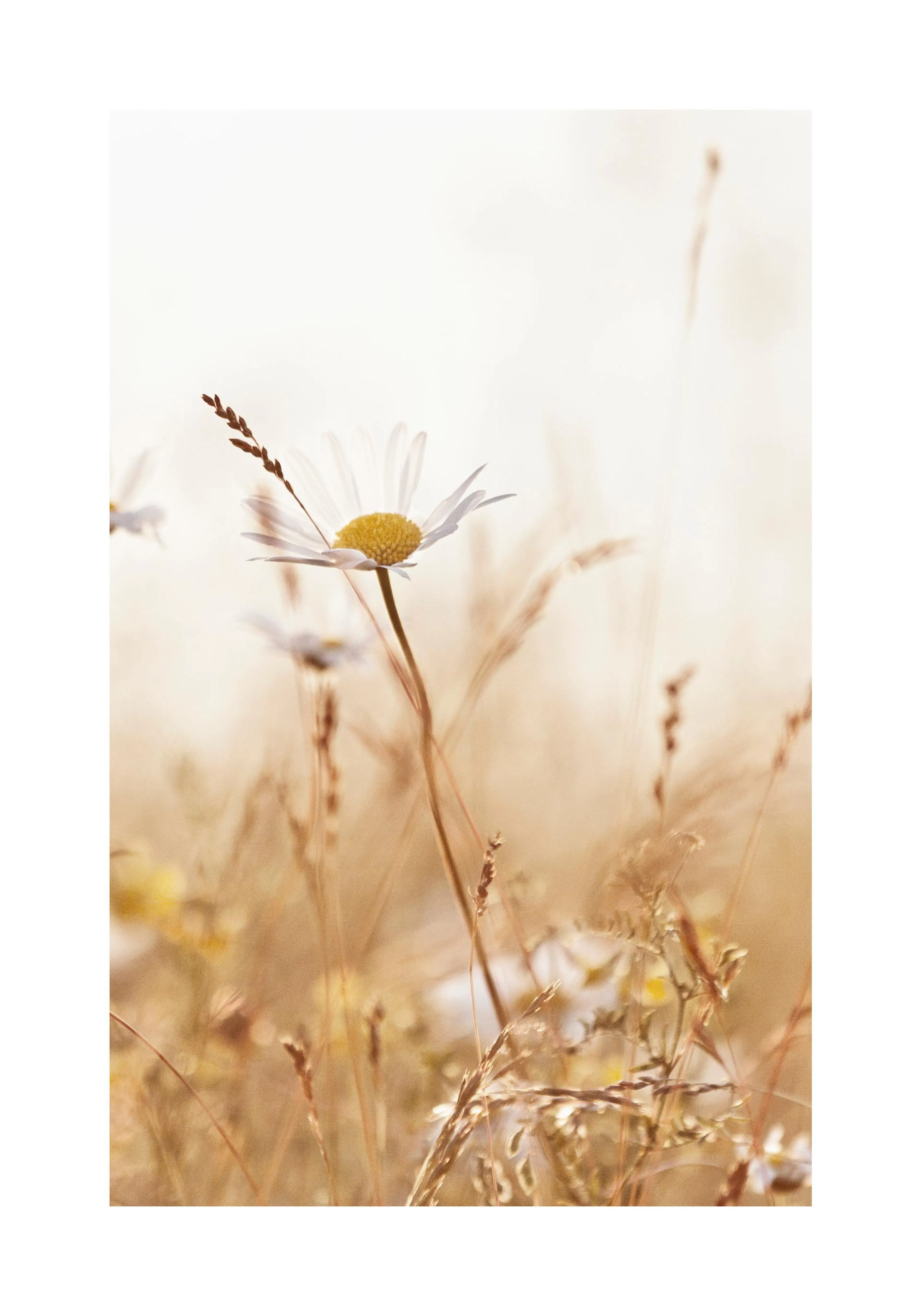 A poster featuring a close-up of a white daisy with a yellow center in a field of warm, golden-hued grasses.