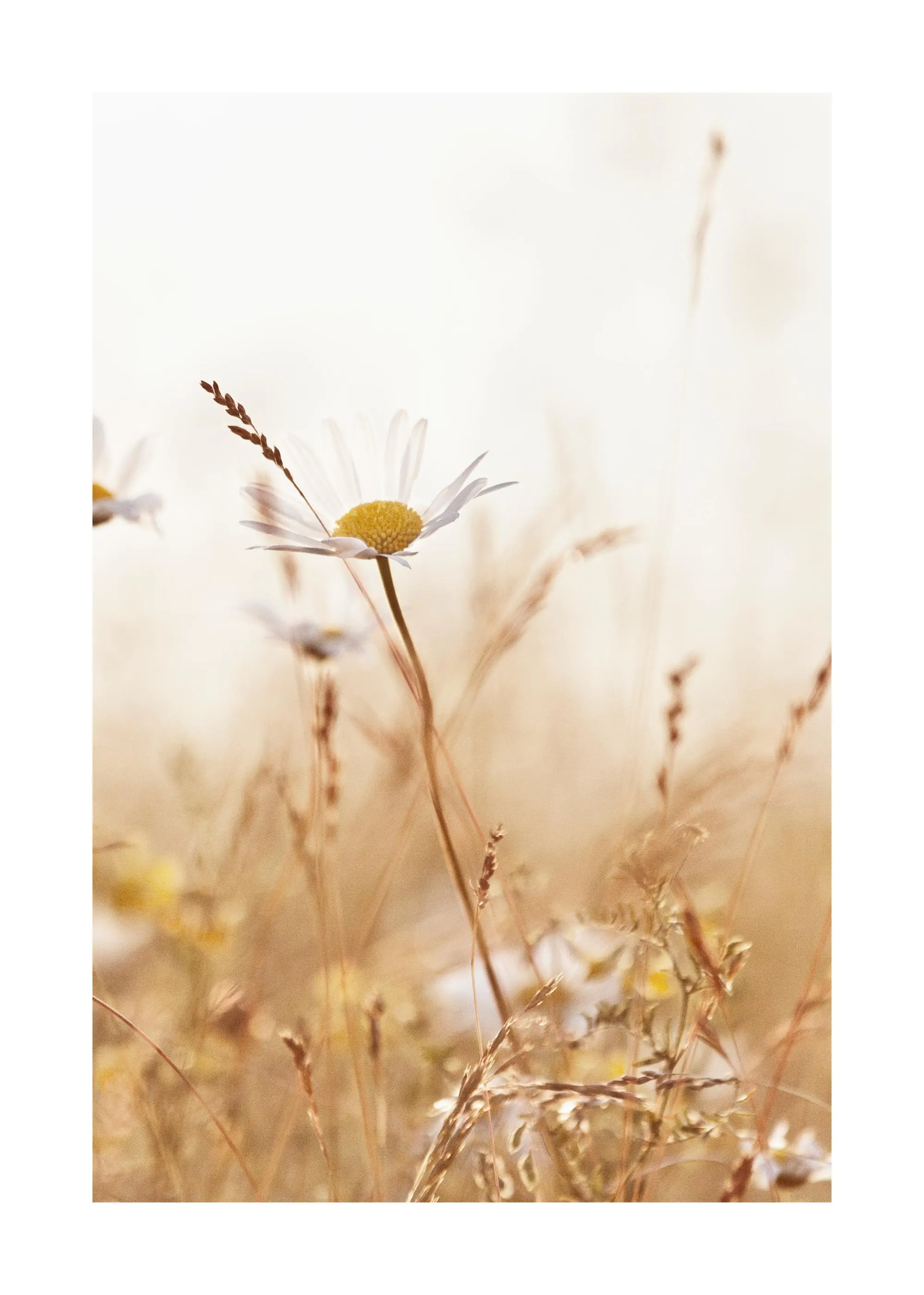 Poster dune marguerite blanche avec un cœur jaune, entourée dherbe sèche et dautres fleurs floues.