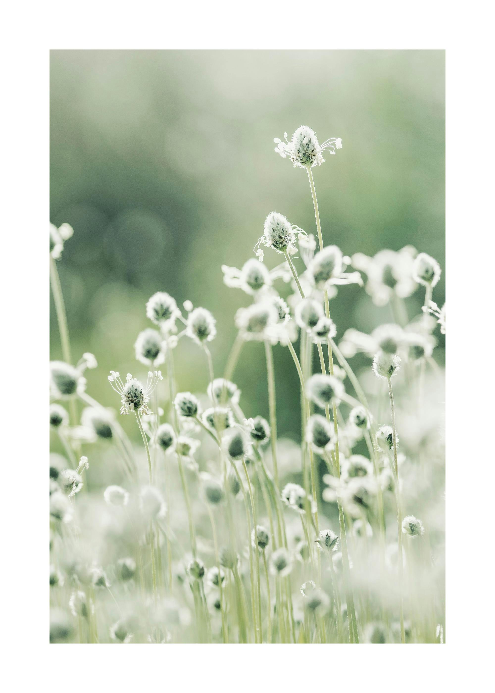 Póster de un campo de flores silvestres blancas con tallos verdes, sobre un fondo suave y desenfocado.
