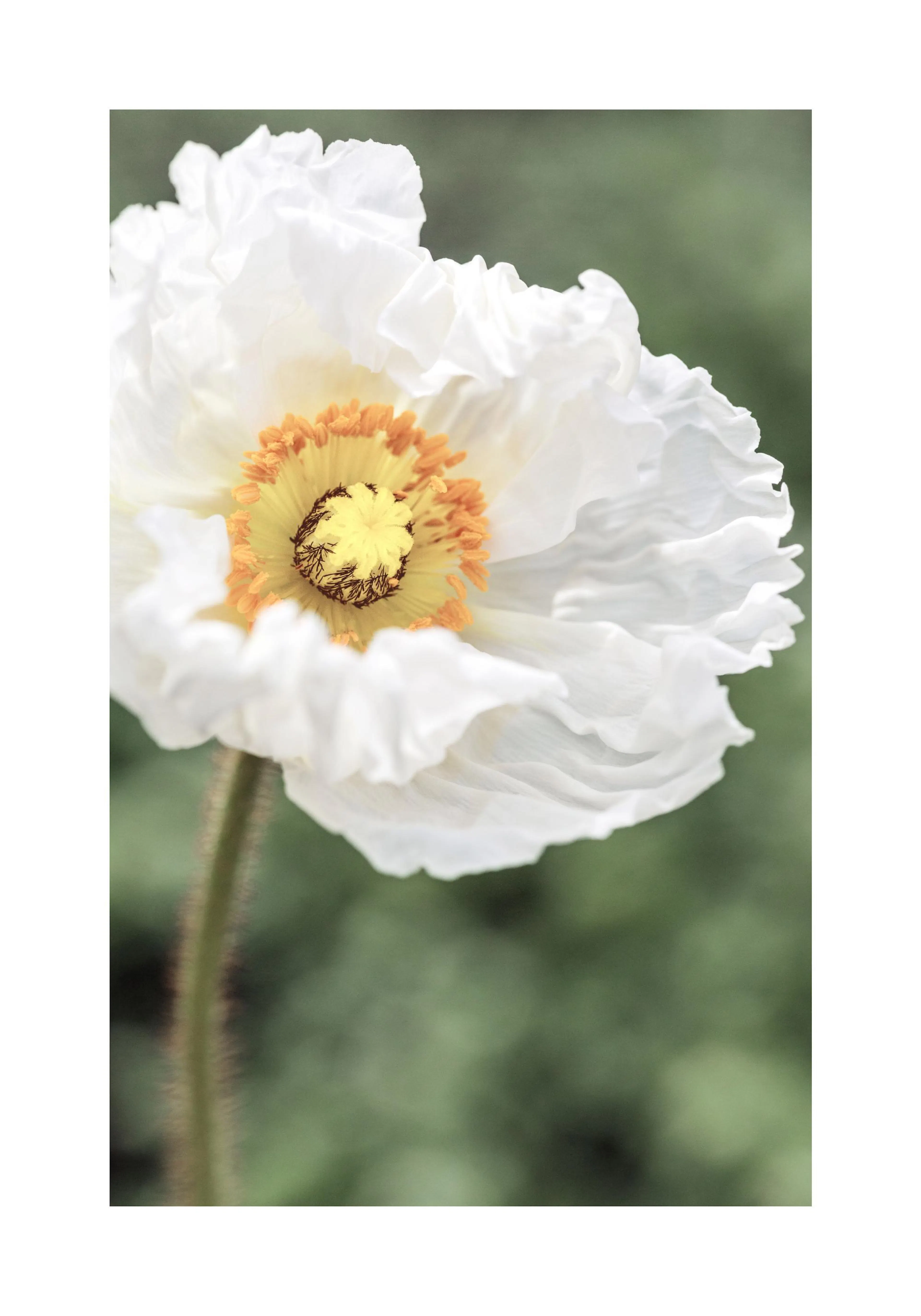 緑の背景に、白く波打つ花びらと鮮やかな黄色の中心を持つ美しい花が写るポスター。