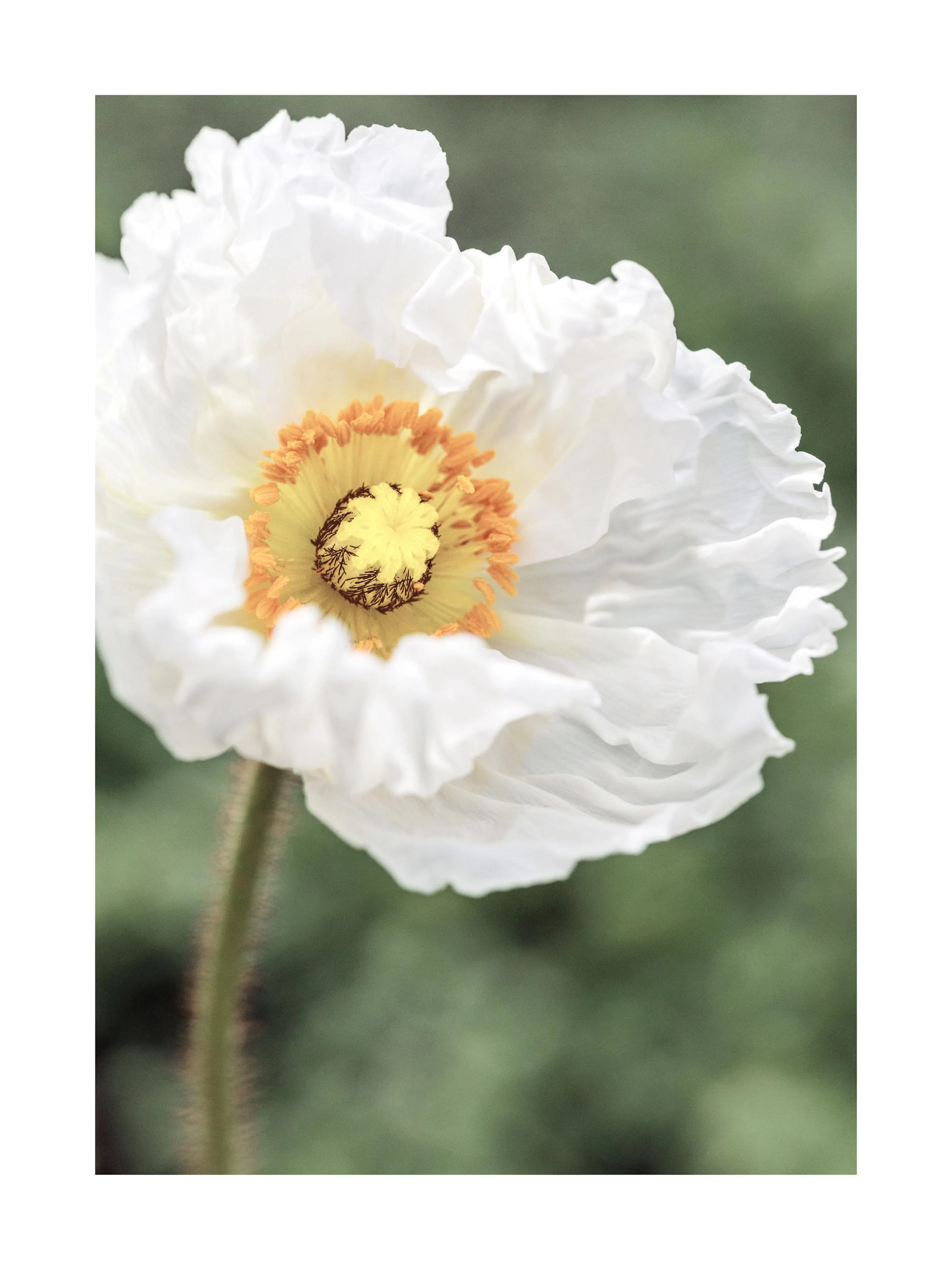 Un poster di un fiore di papavero bianco con centro giallo e arancione, su sfondo verde sfocato.
