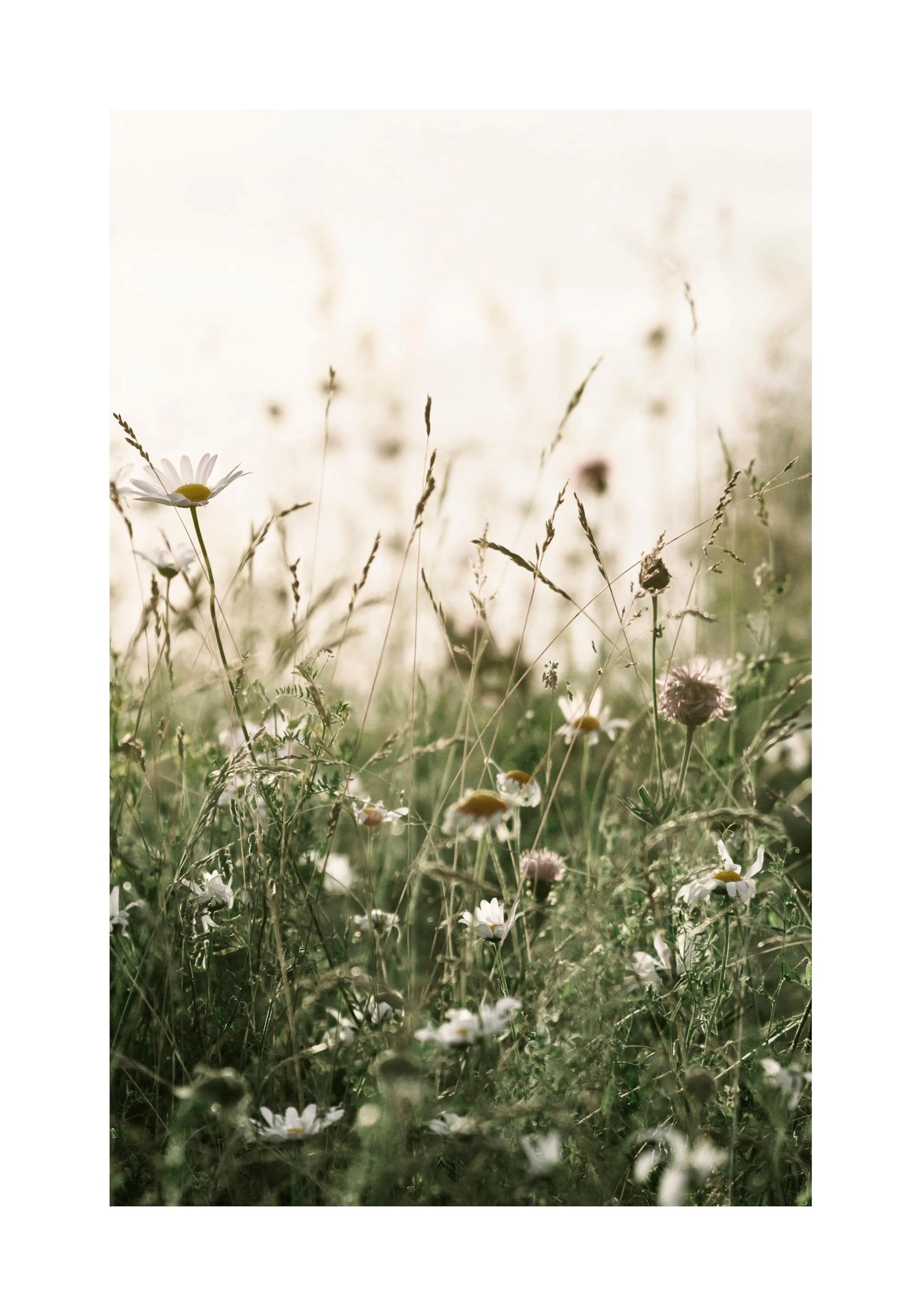 A poster featuring a sunlit field of wildflowers, with white daisies and tall grass in soft focus.