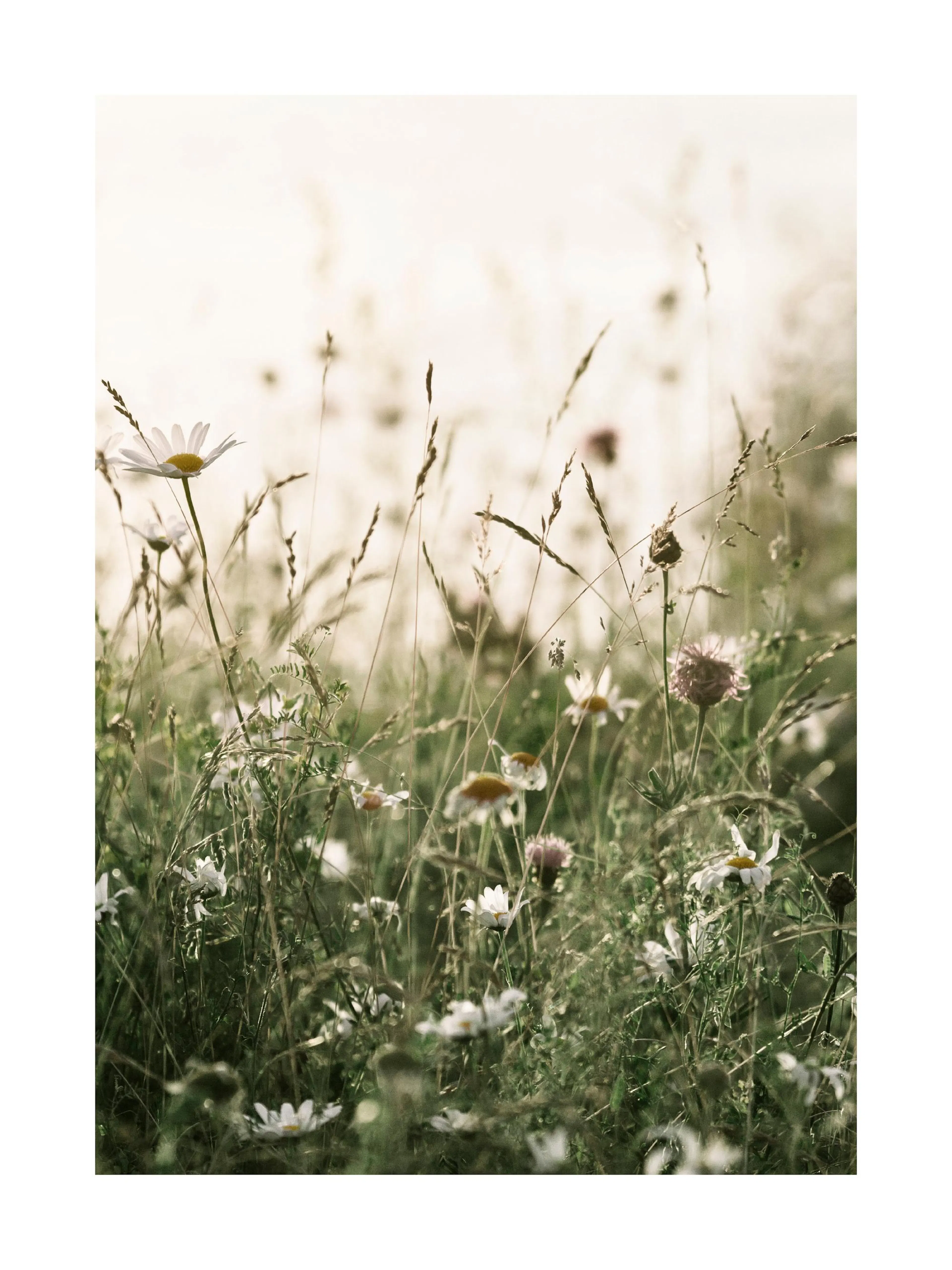 Poster dun champ de marguerites et dherbes au soleil, avec des fleurs sauvages. Tons naturels, verts et blancs.