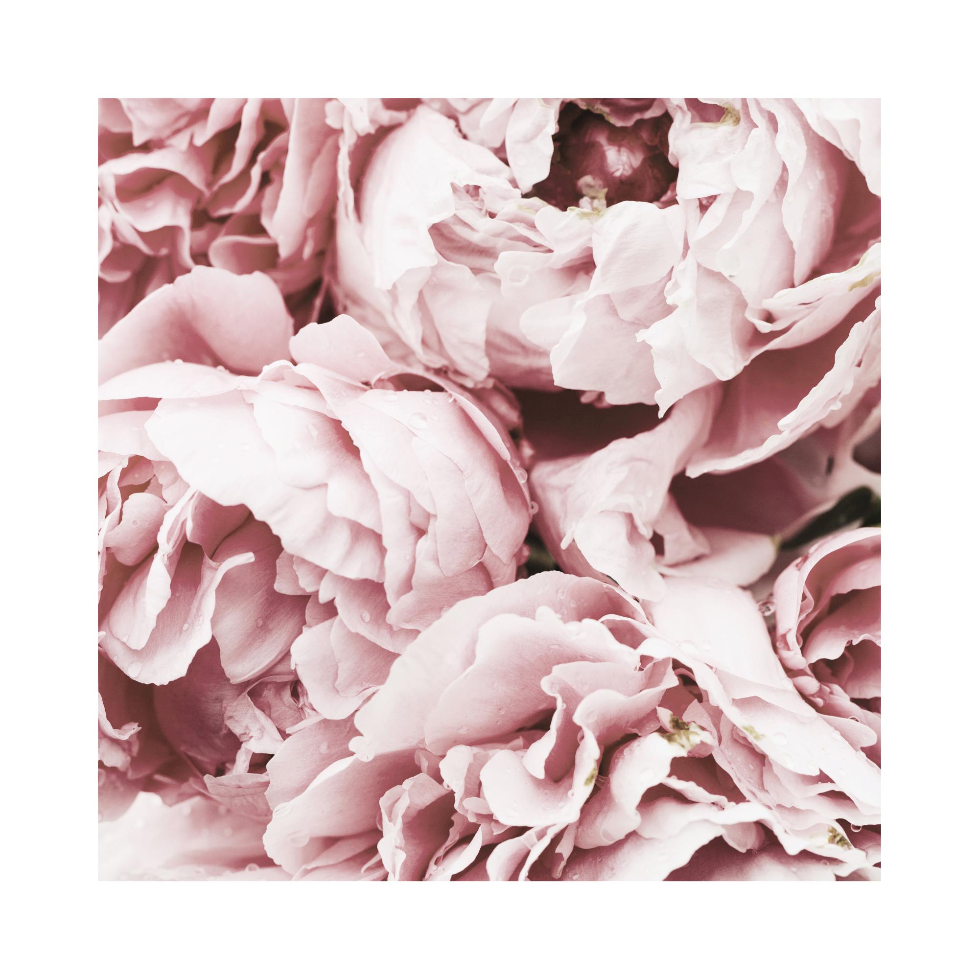 10 x 13 (100) rosa peonie designer poli buste per spedizioni 10 x 13 (100) rosa peonie designer poli buste per spedizioni