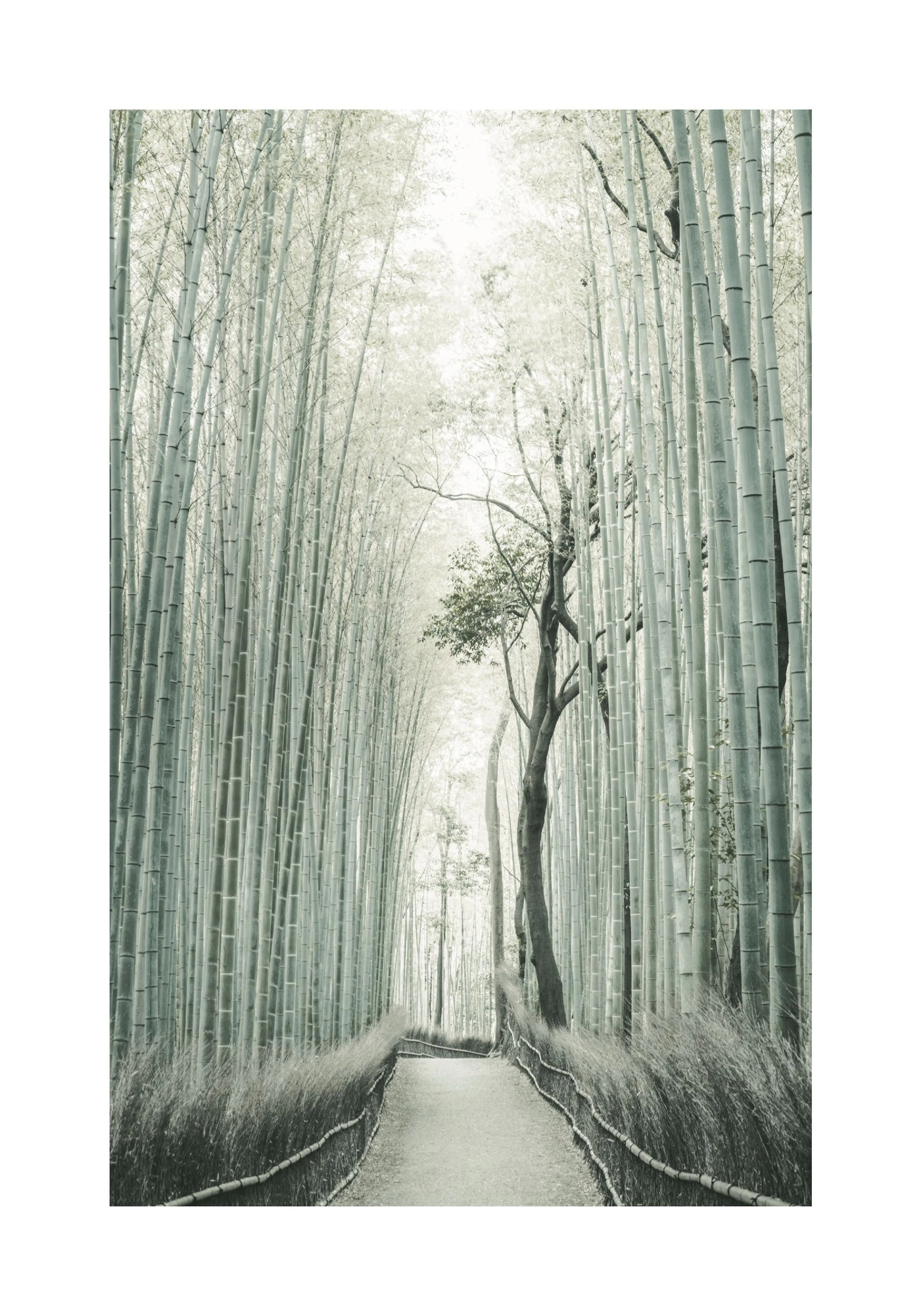A poster featuring a path winding through a dense bamboo forest with tall, pale green bamboo stalks.