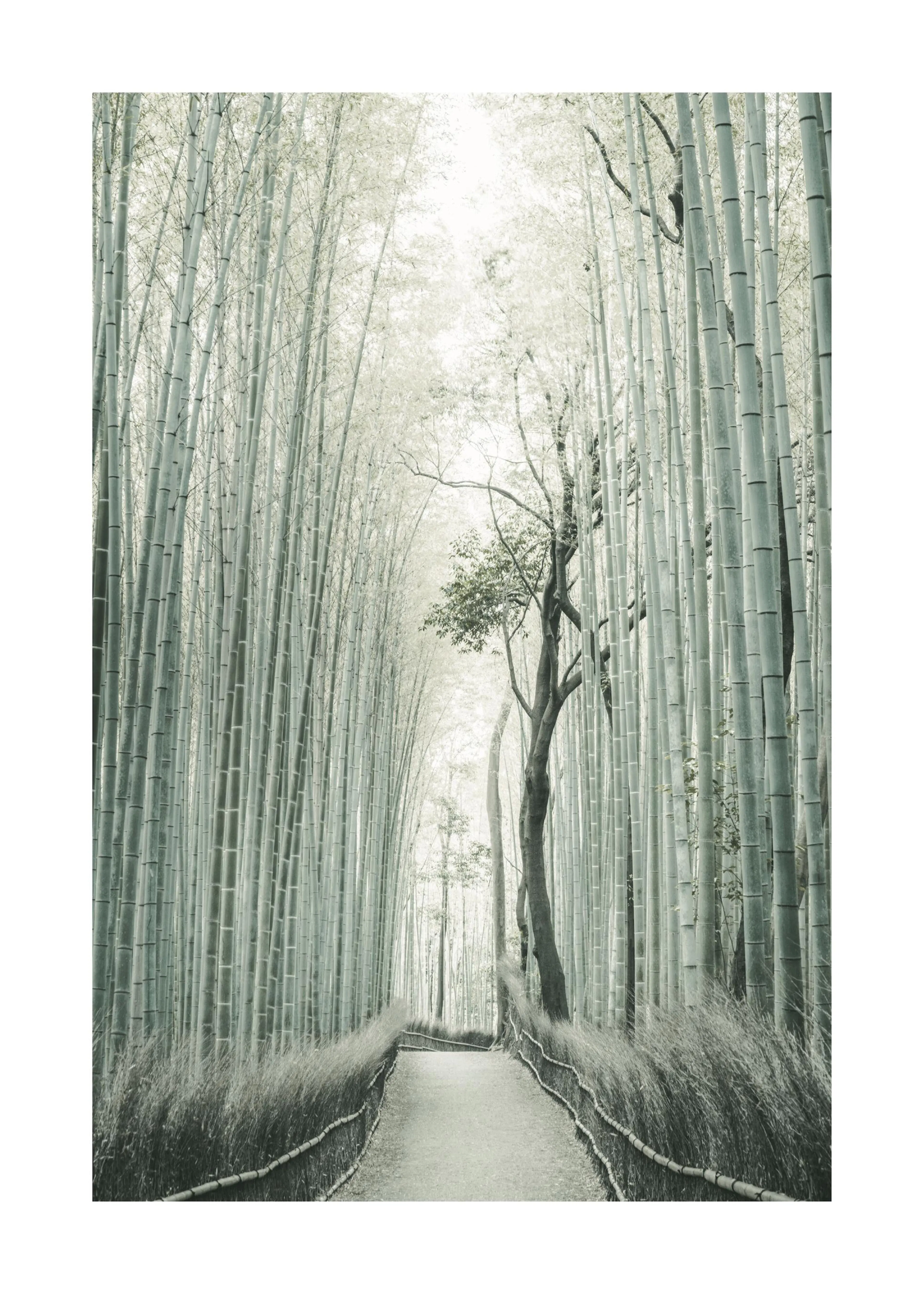 Un poster dune allée de bambous au Japon, avec un sentier au centre et un arbre au milieu de la forêt.