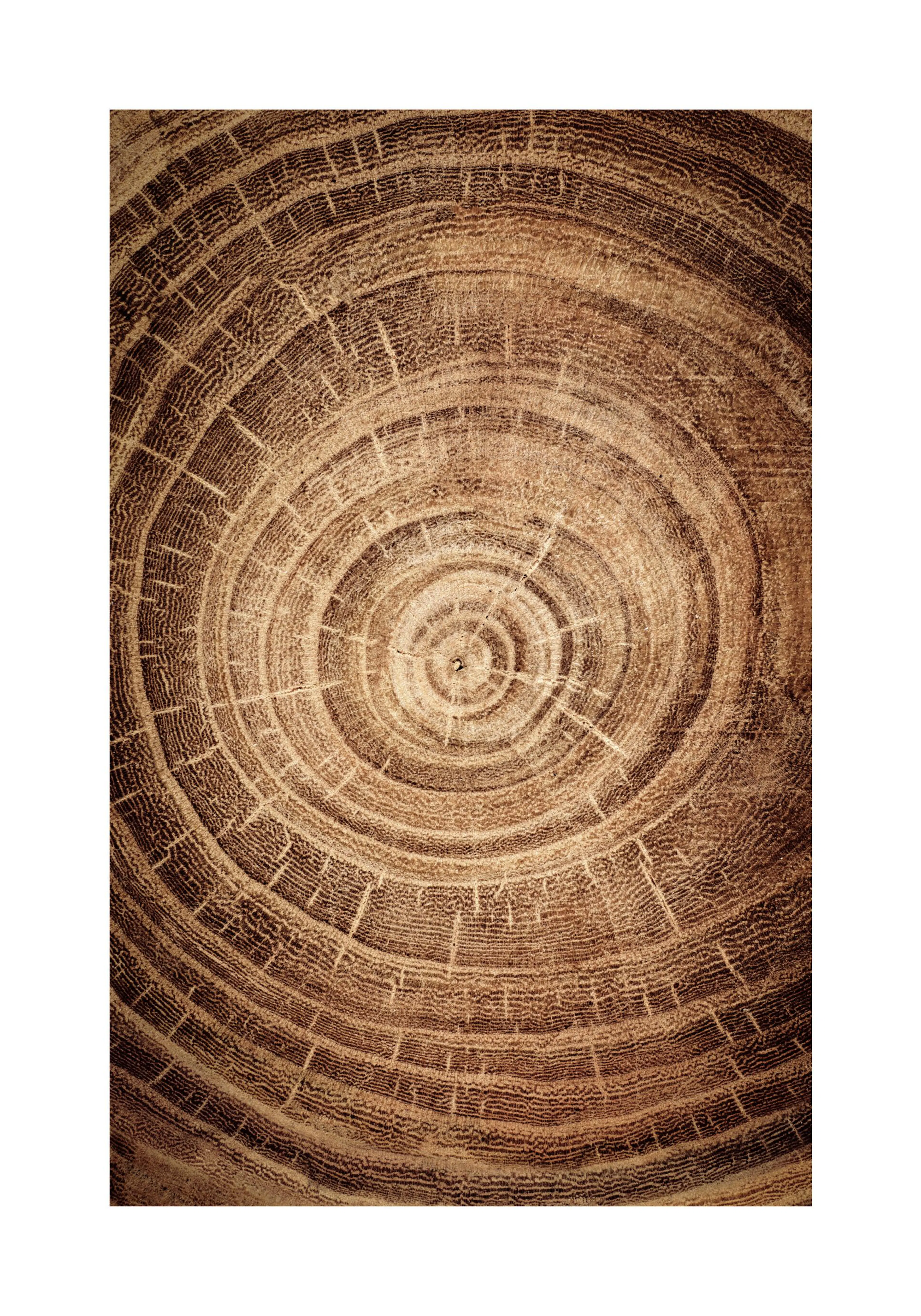 A poster featuring a close-up of dark brown tree rings and wood grain texture, perfect for natural decor.