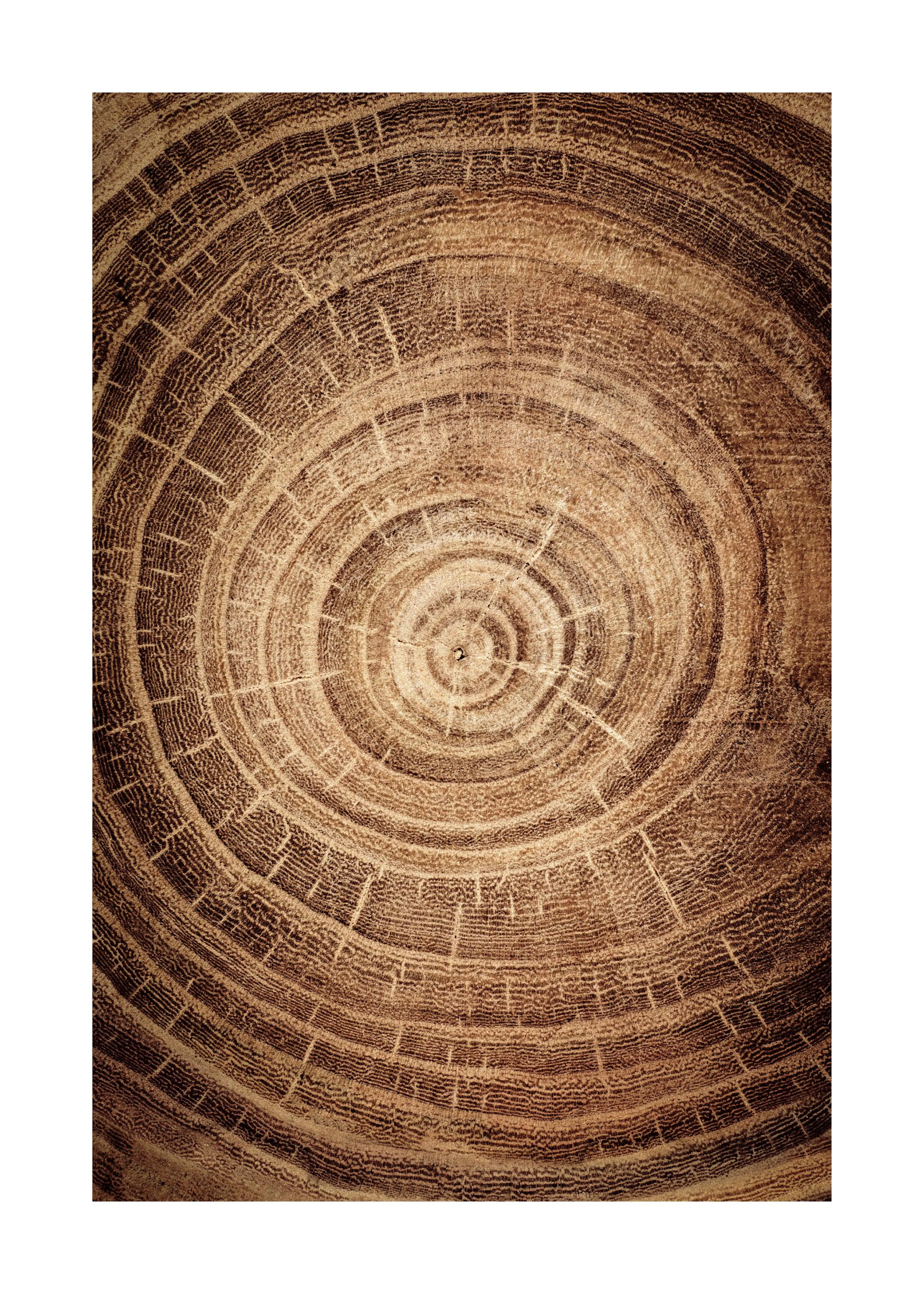 Poster mit Nahaufnahme eines Baumstamms, der konzentrische Jahresringe und die natürliche Holzmaserung zeigt.