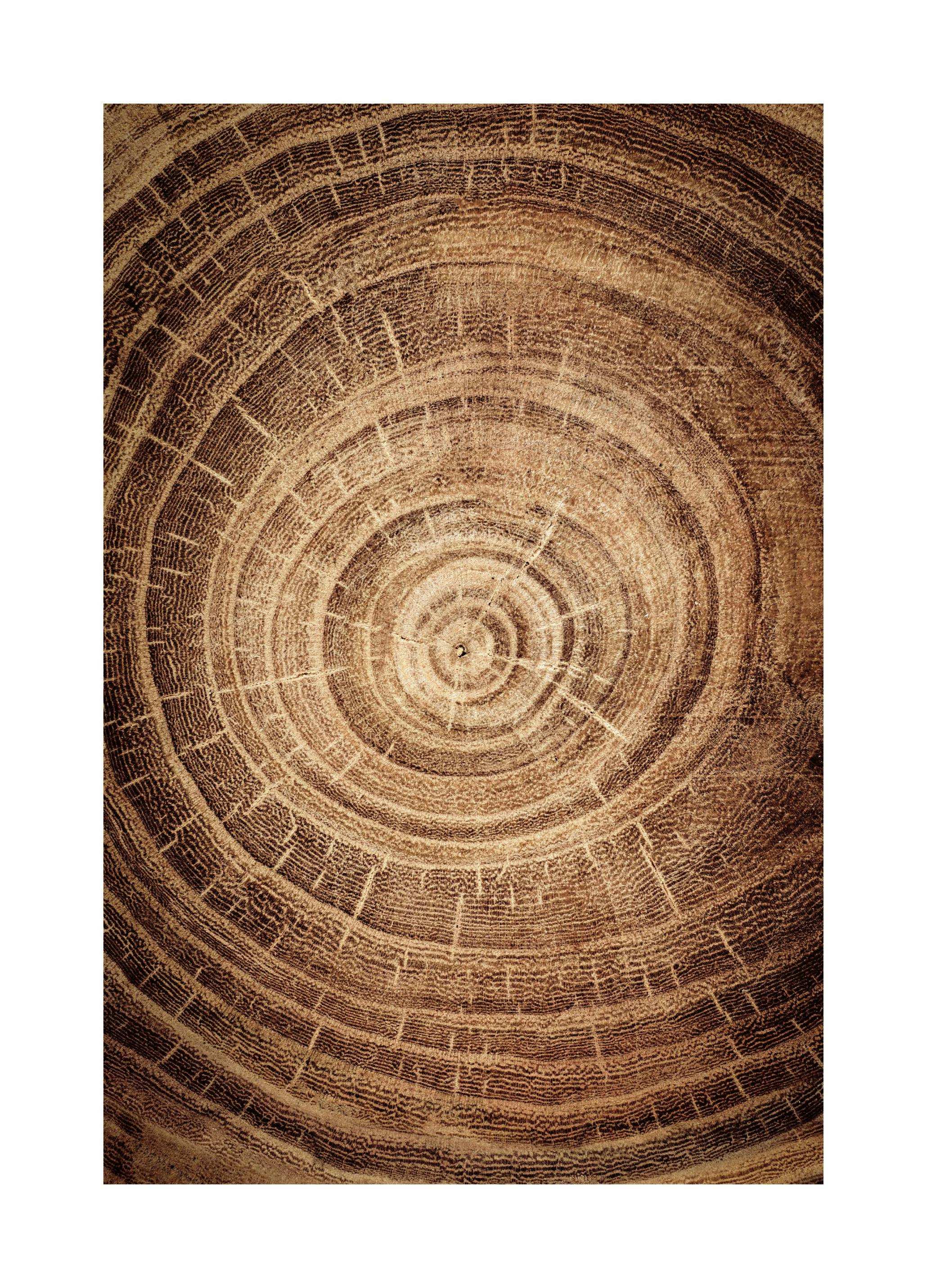 Wood Circles Poster (30x40 cm) - Poster Store
