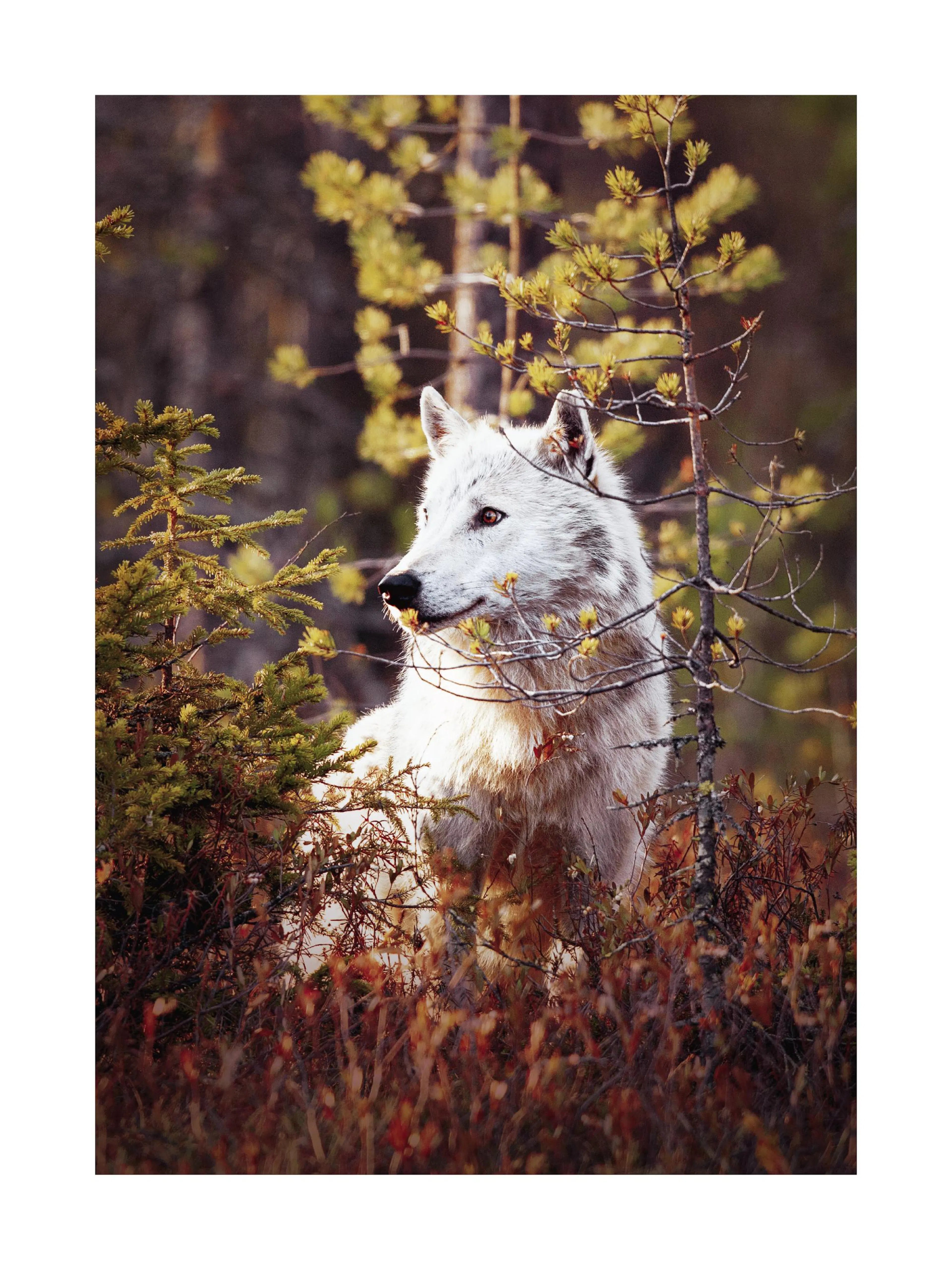 Poster: Ein weißer Wolf sitzt aufmerksam in einem Wald mit goldgrünen Bäumen und roten Sträuchern.