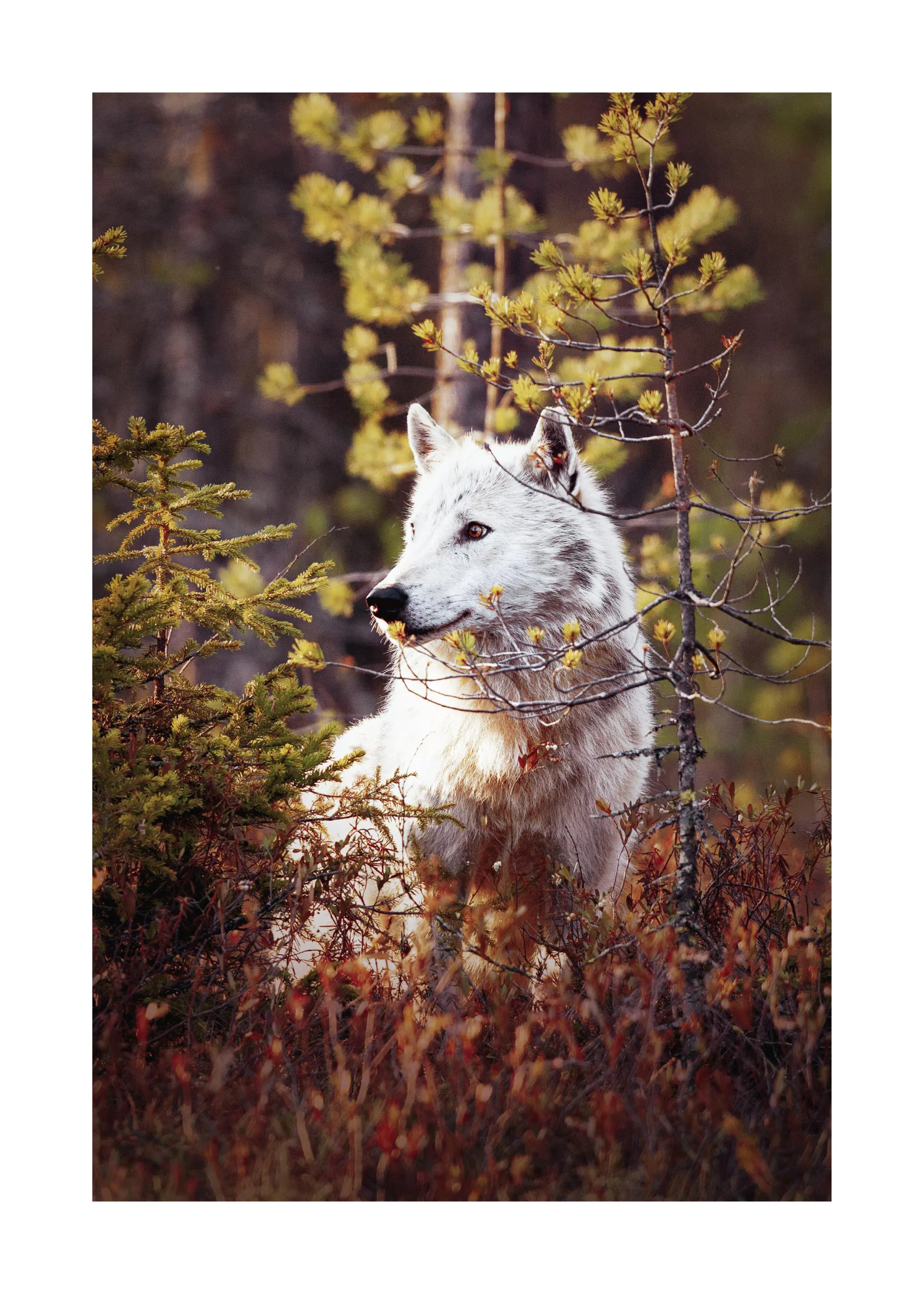 A poster featuring a white wolf with golden eyes, peeking through green foliage and reddish-brown bushes.
