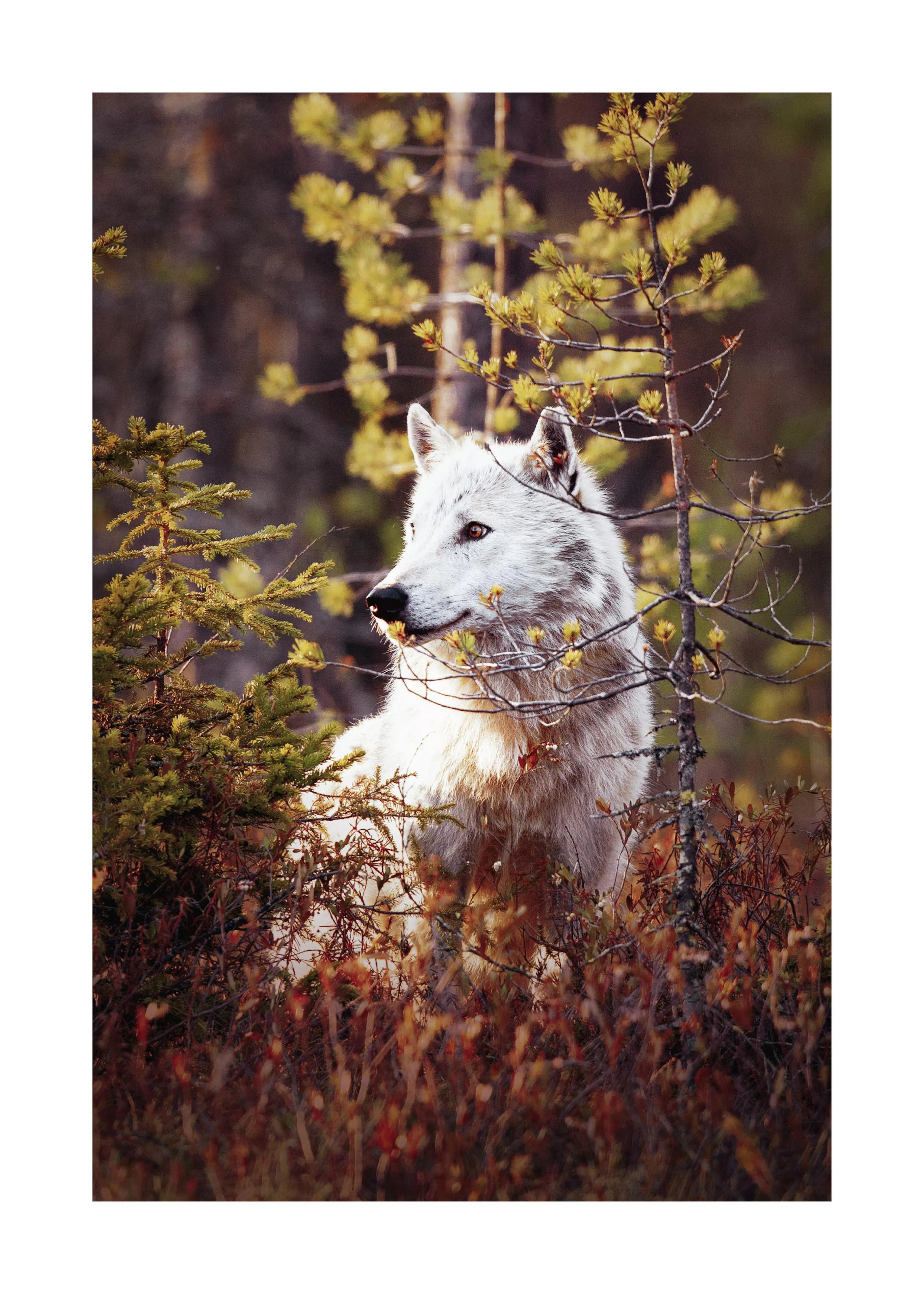 A poster featuring a white wolf with golden eyes, peeking through green foliage and reddish-brown bushes.