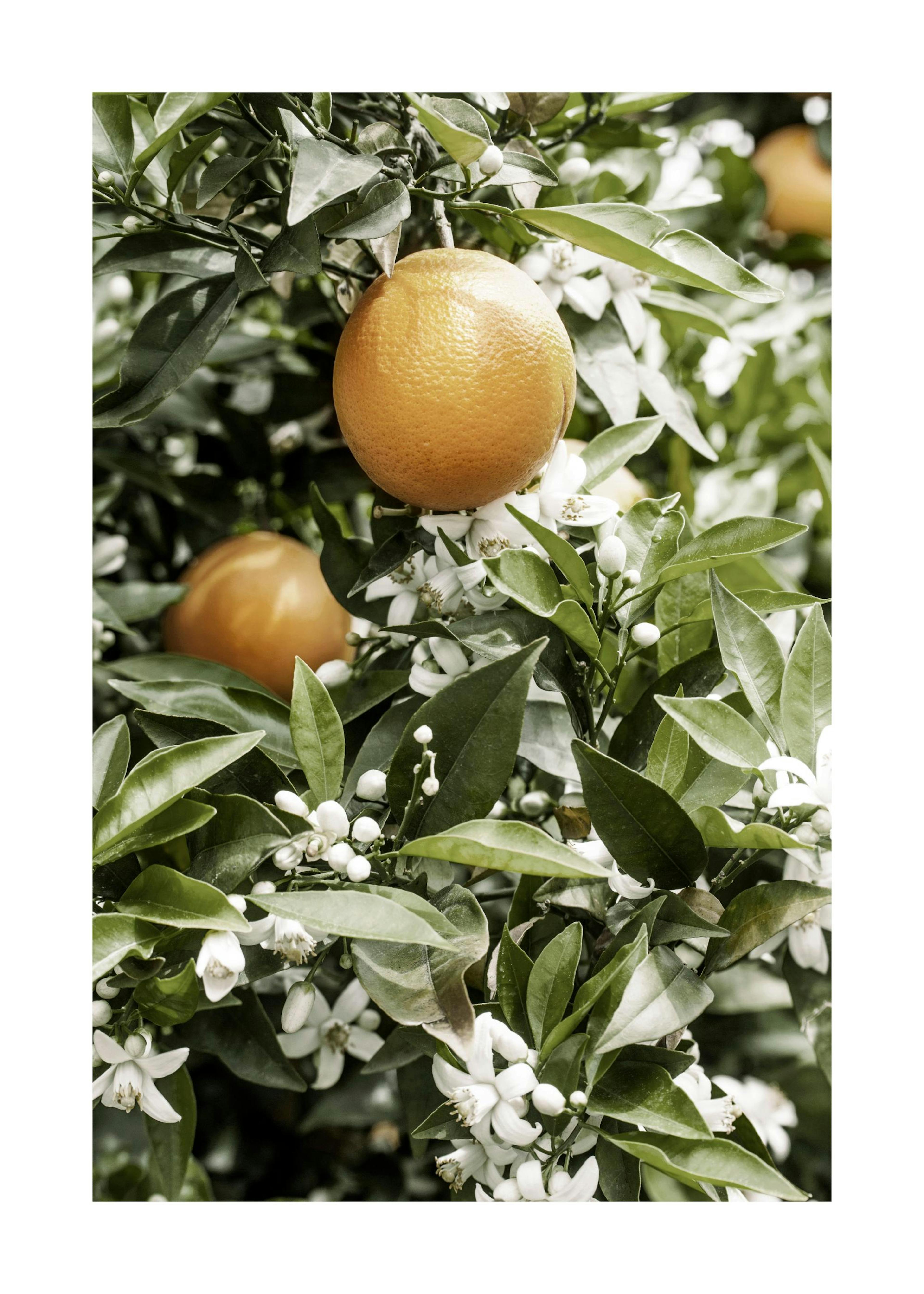Albero di Arance Poster 0