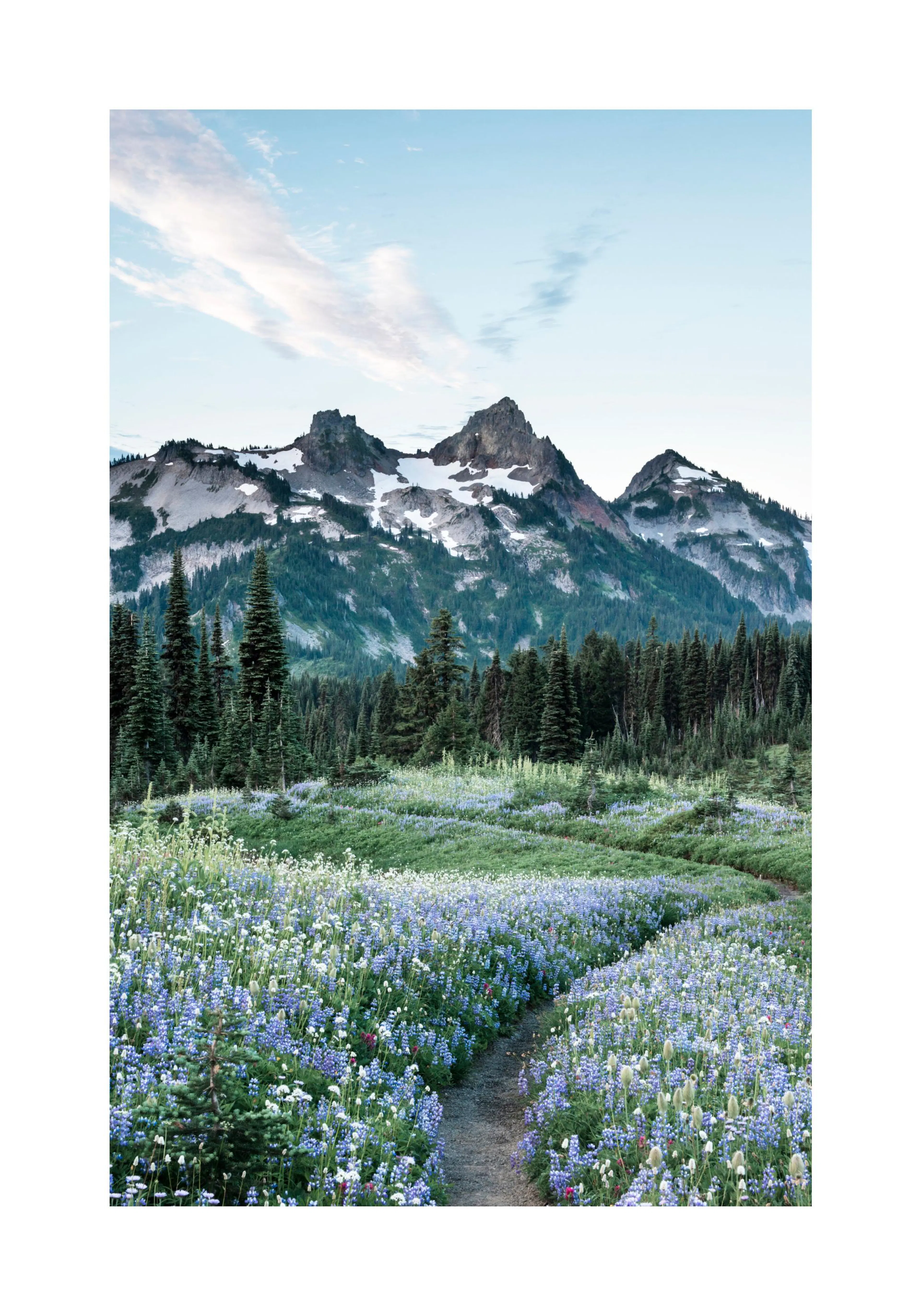 A poster featuring a winding path through a vibrant field of purple and white lupine flowers, with snow-capped mountains and eve