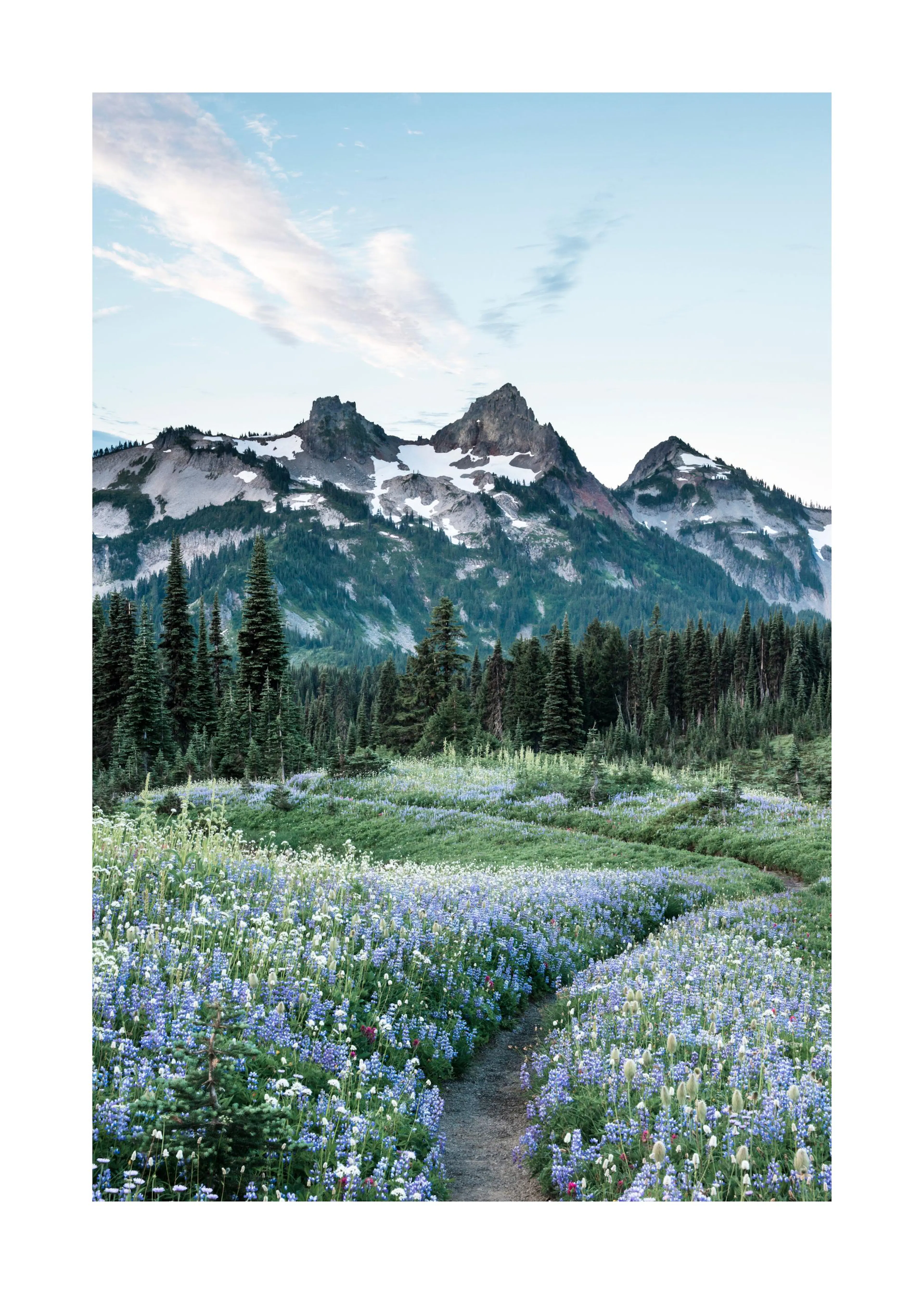 Poster eines Bergpanoramas mit schneebedeckten Gipfeln über einem Feld aus lila und weißen Lupinenblüten.