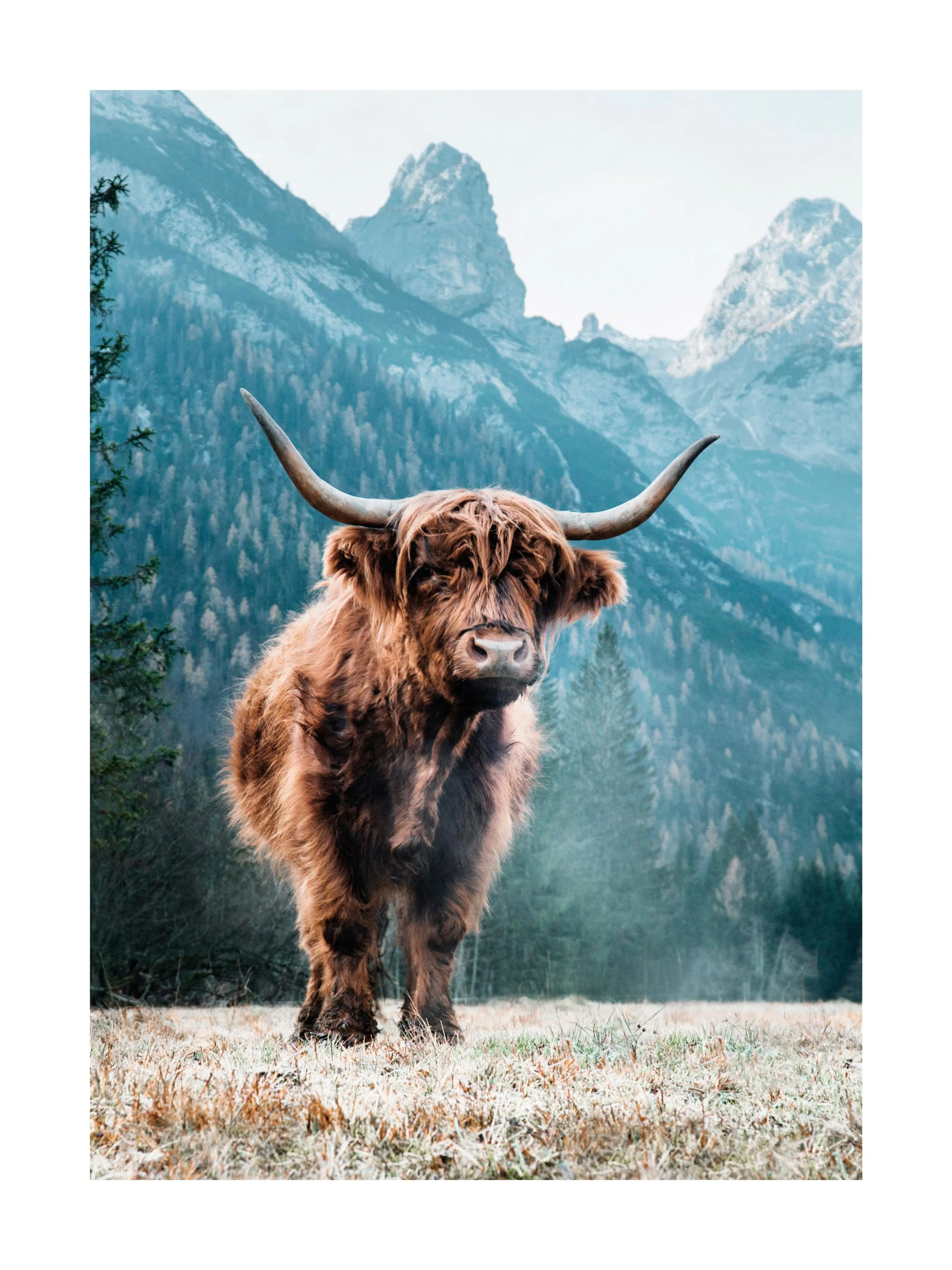 Póster de una vaca de las Tierras Altas, con pelaje marrón, en un campo cubierto de escarcha frente a montañas nevadas.