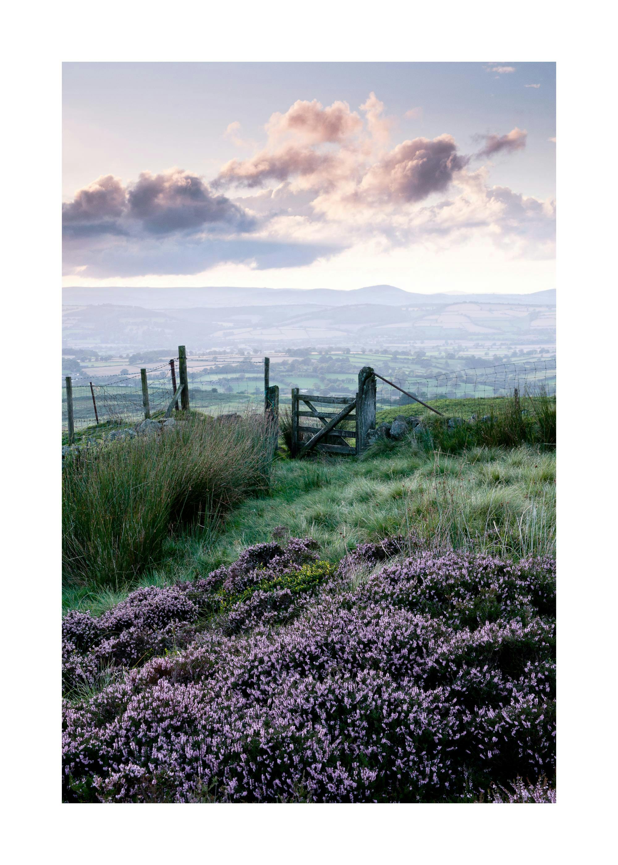 Poster: Eine Landschaft mit violettem Heidekraut im Vordergrund, einem Holztor und weiten Feldern unter bewölktem Himmel.