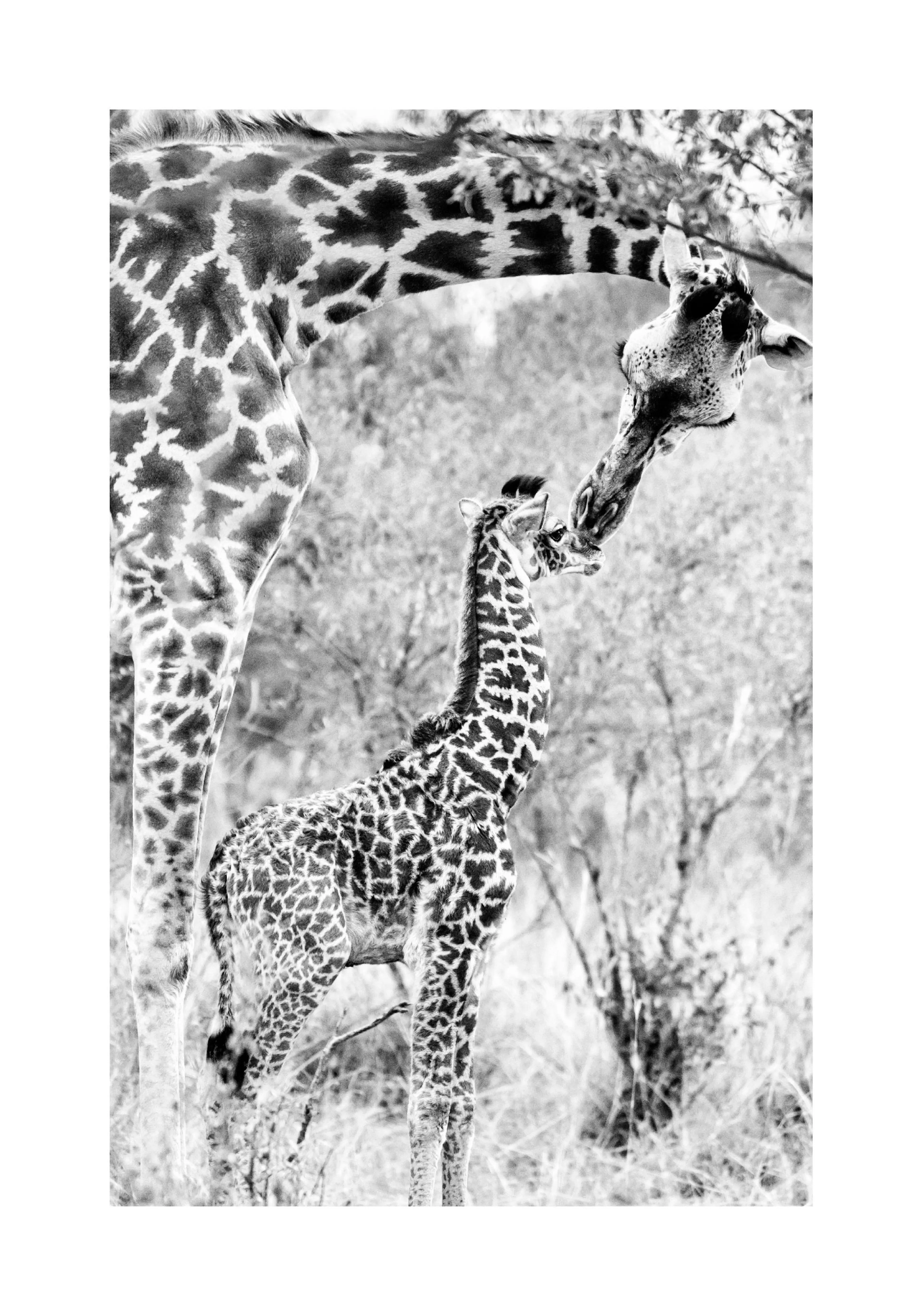 Poster noir et blanc dune girafe adulte et de son girafon qui se touchent affectueusement le museau.