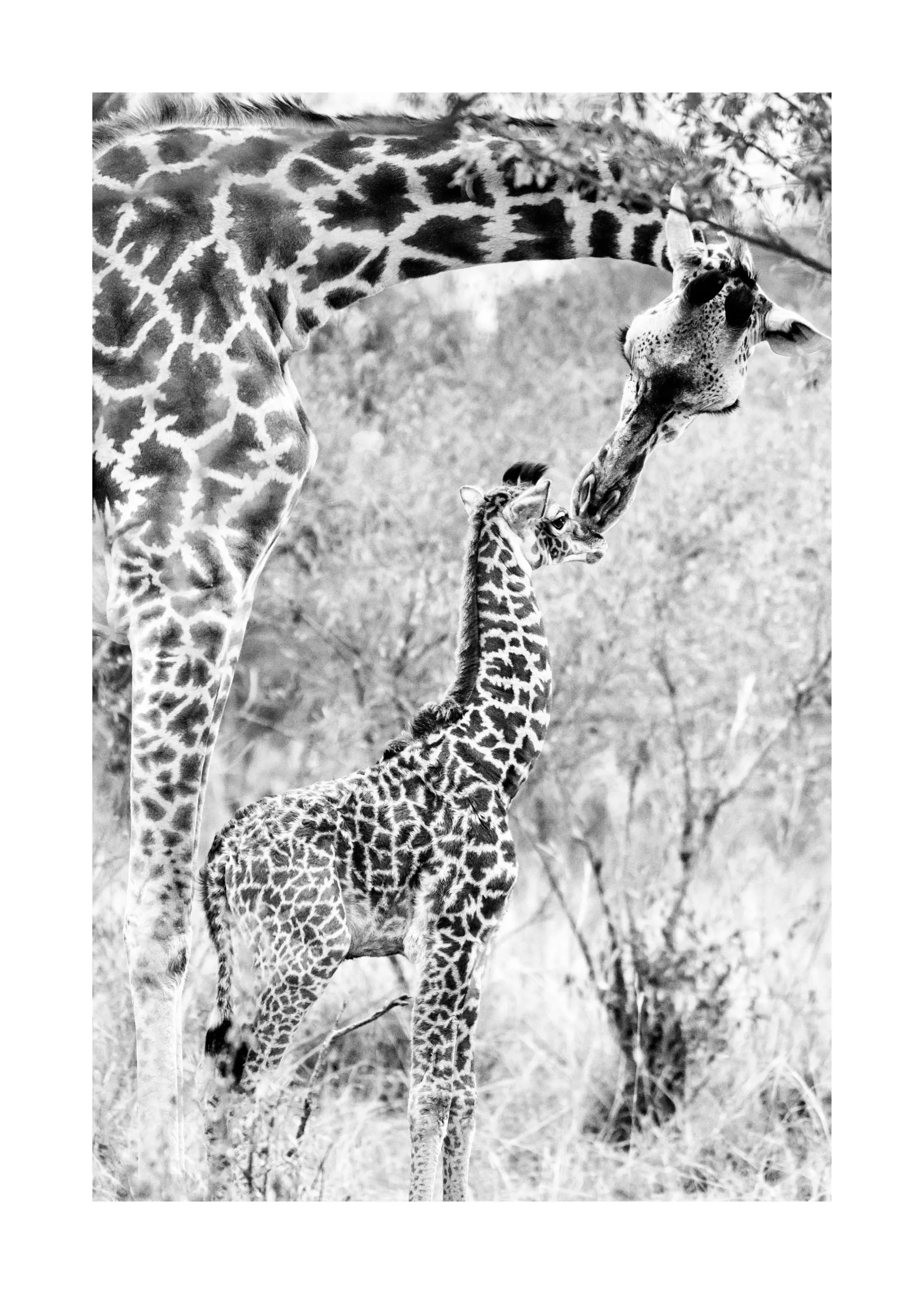 Poster noir et blanc dune girafe adulte et de son girafon qui se touchent affectueusement le museau.