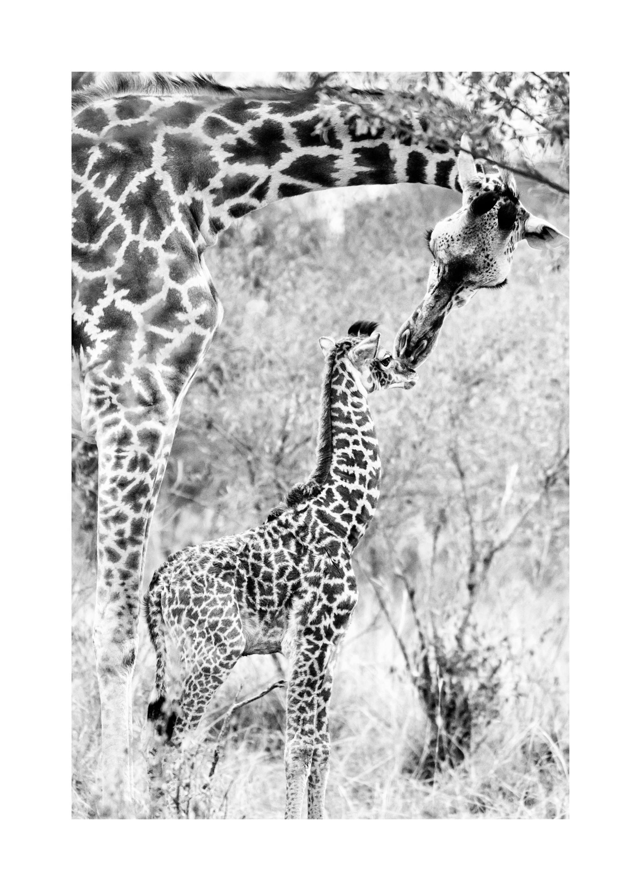 Giraffe Kiss Poster (21x30 cm) - Poster Store