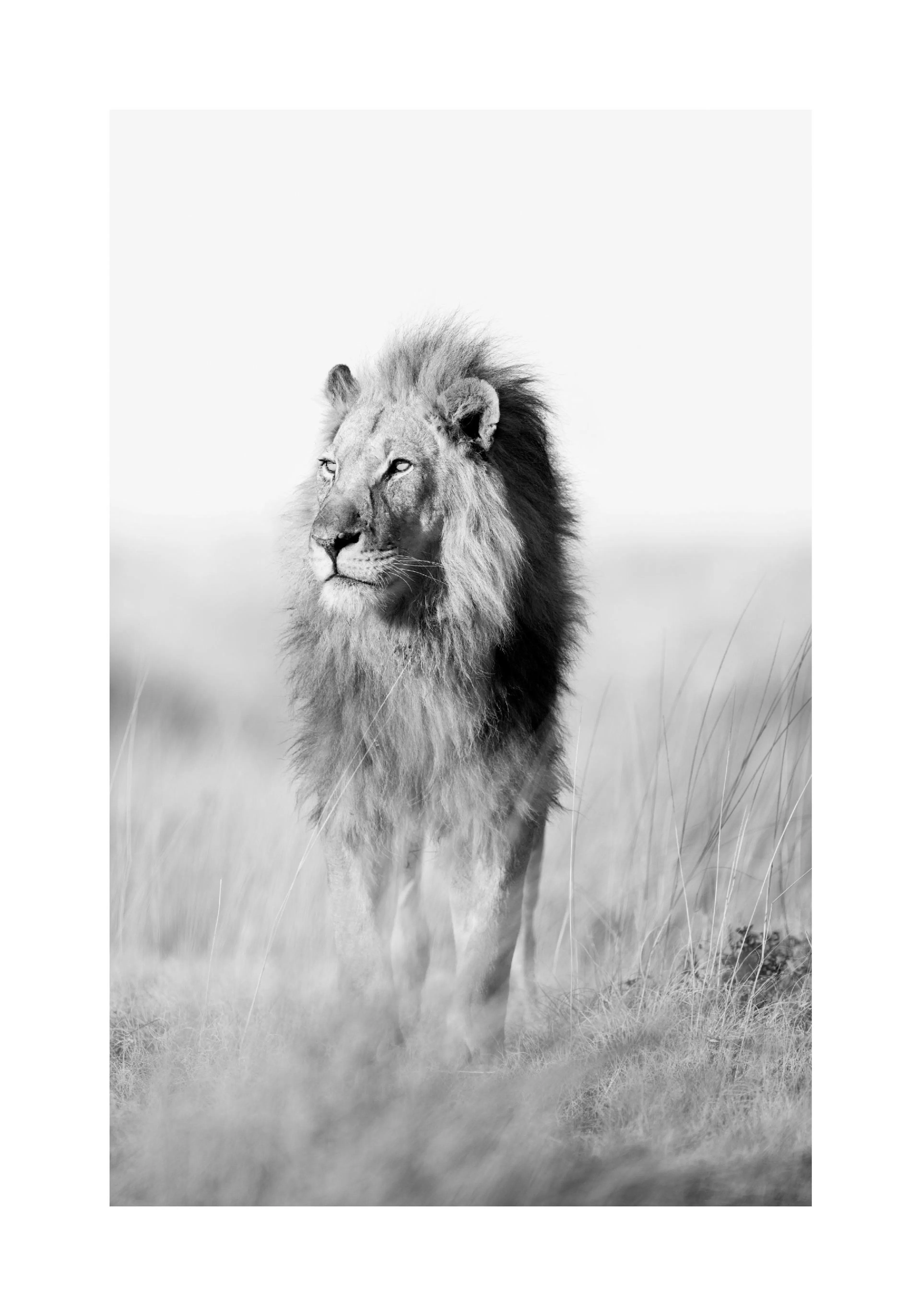 A striking poster of a male lion with a dark mane standing in tall grass, looking left in black and white.