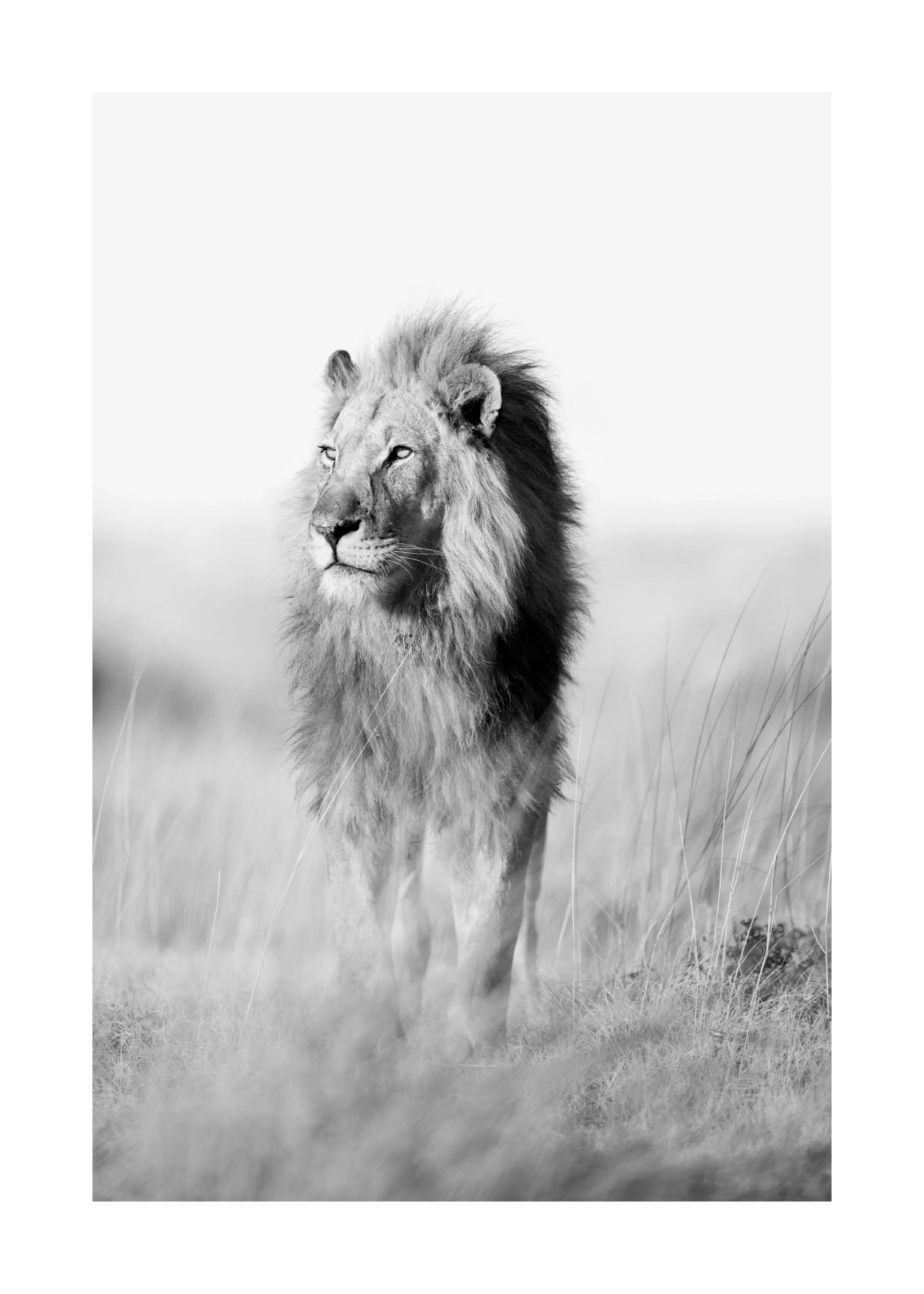 A striking poster of a male lion with a dark mane standing in tall grass, looking left in black and white.