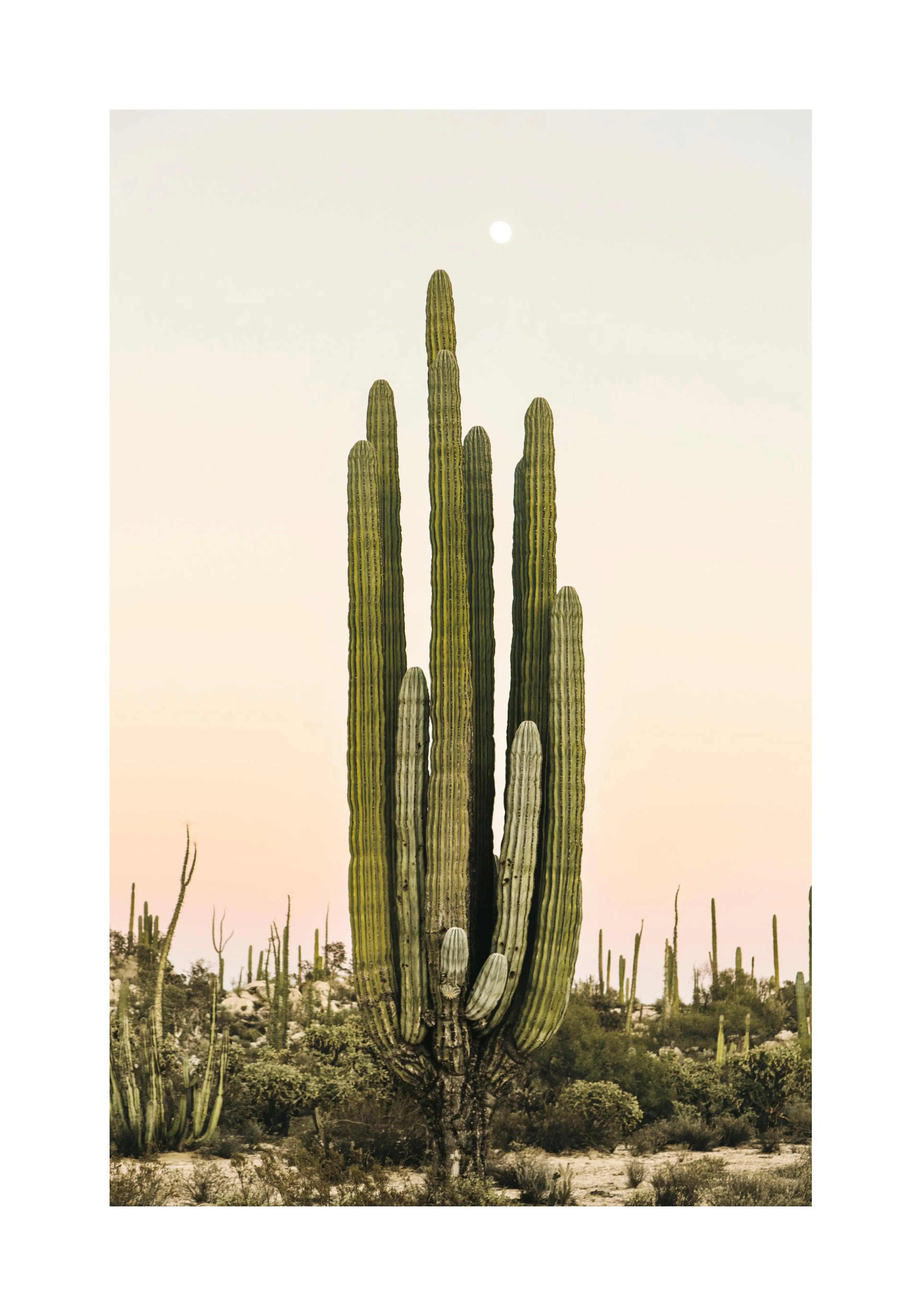 A poster featuring a tall, multi-stemmed saguaro cactus with a full moon in a pale sky.