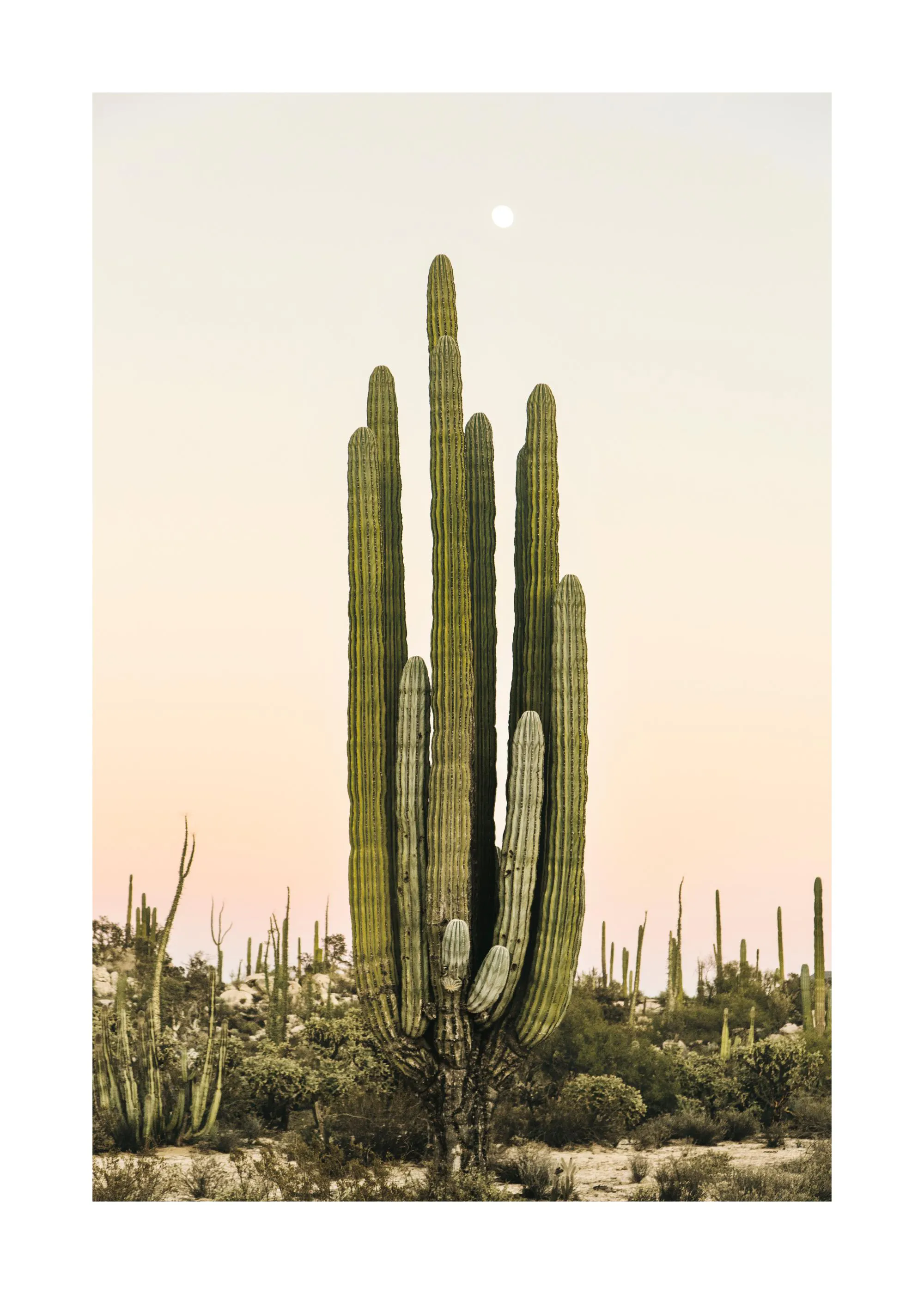 A poster featuring a tall green saguaro cactus in a desert landscape with a pale sun in a muted sky.