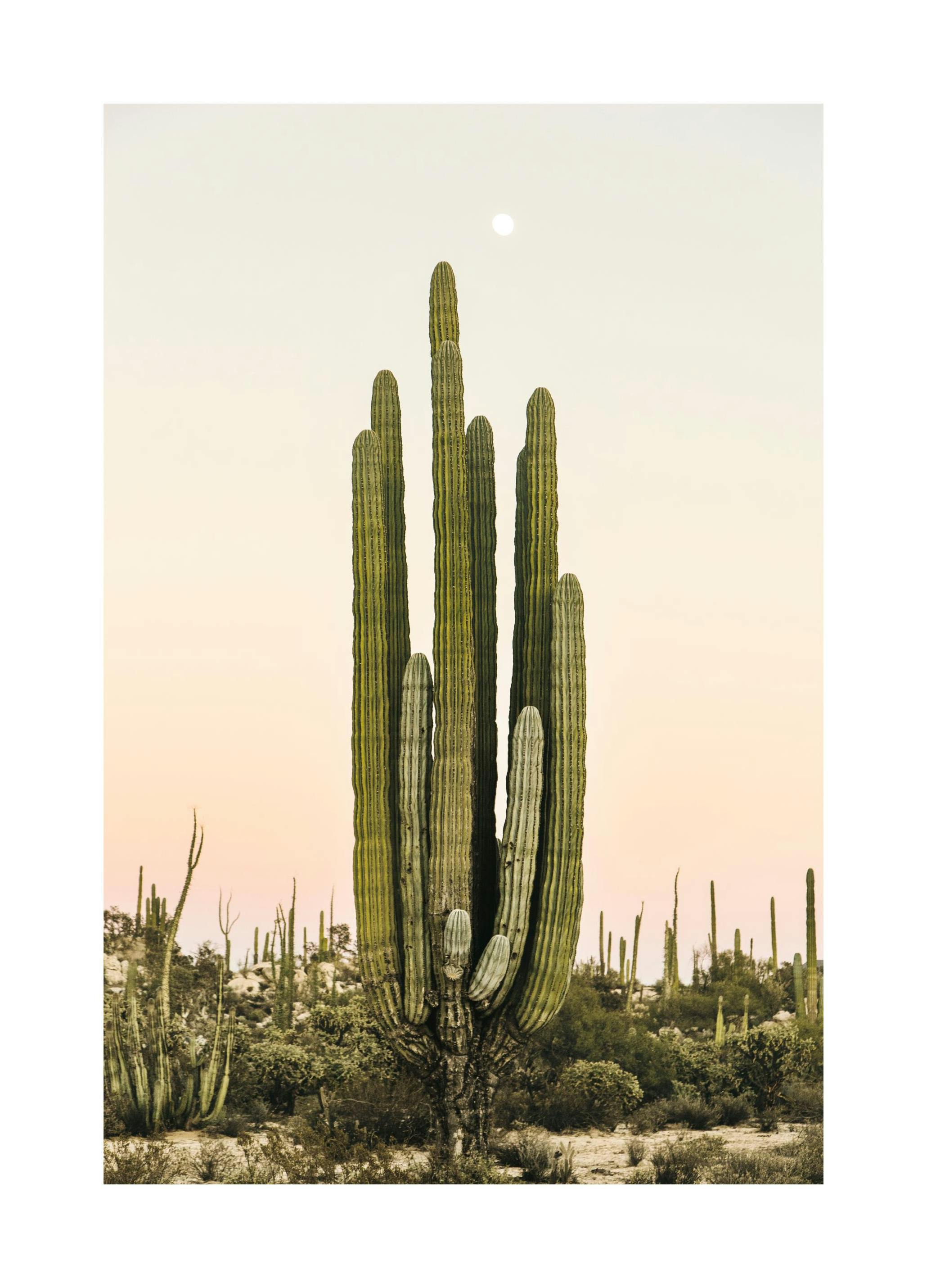 Cactus at Sunset Poster (50x70 cm) - Poster Store