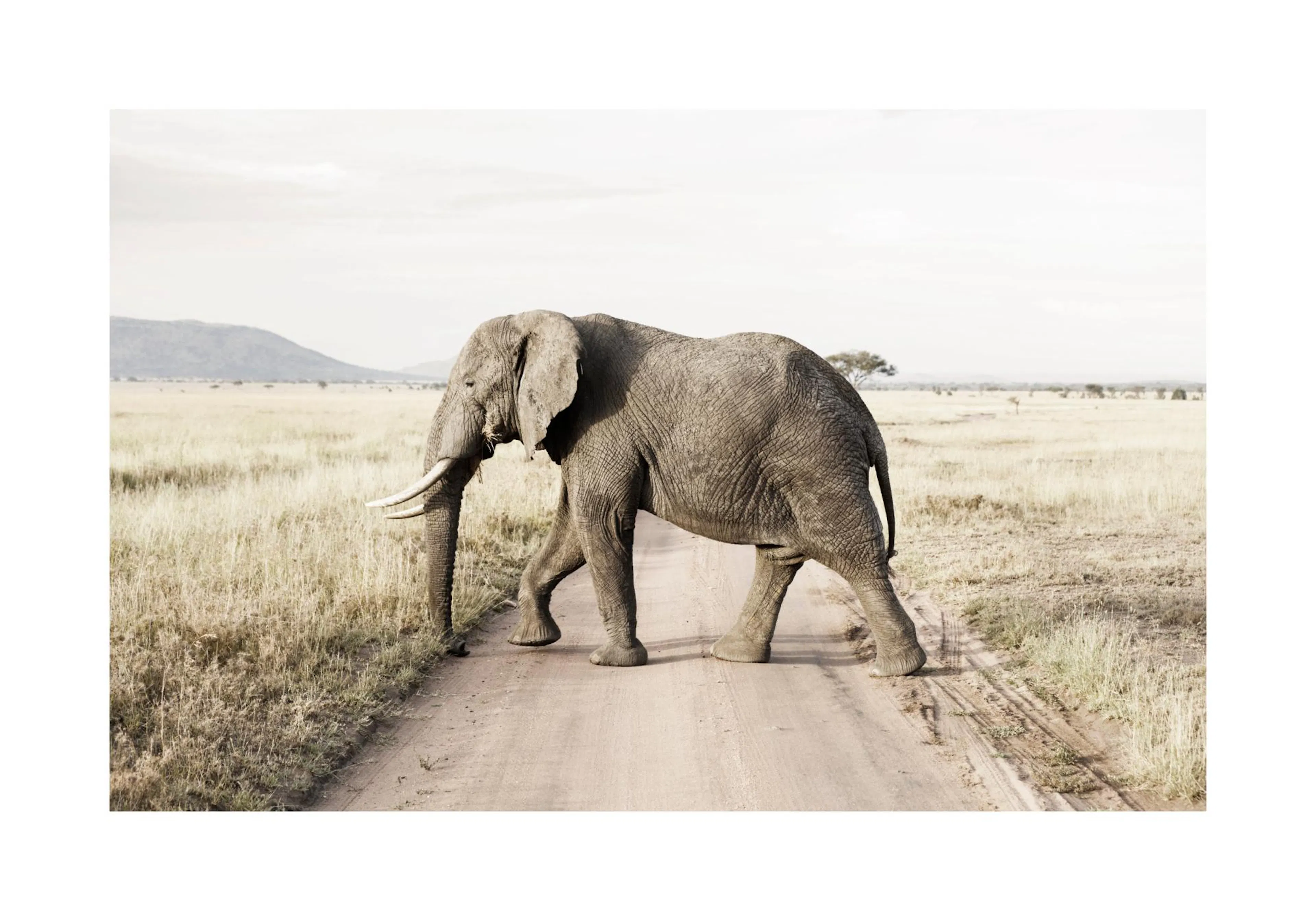 A poster featuring an African elephant with tusks walking on a dirt road through a dry, grassy savanna.