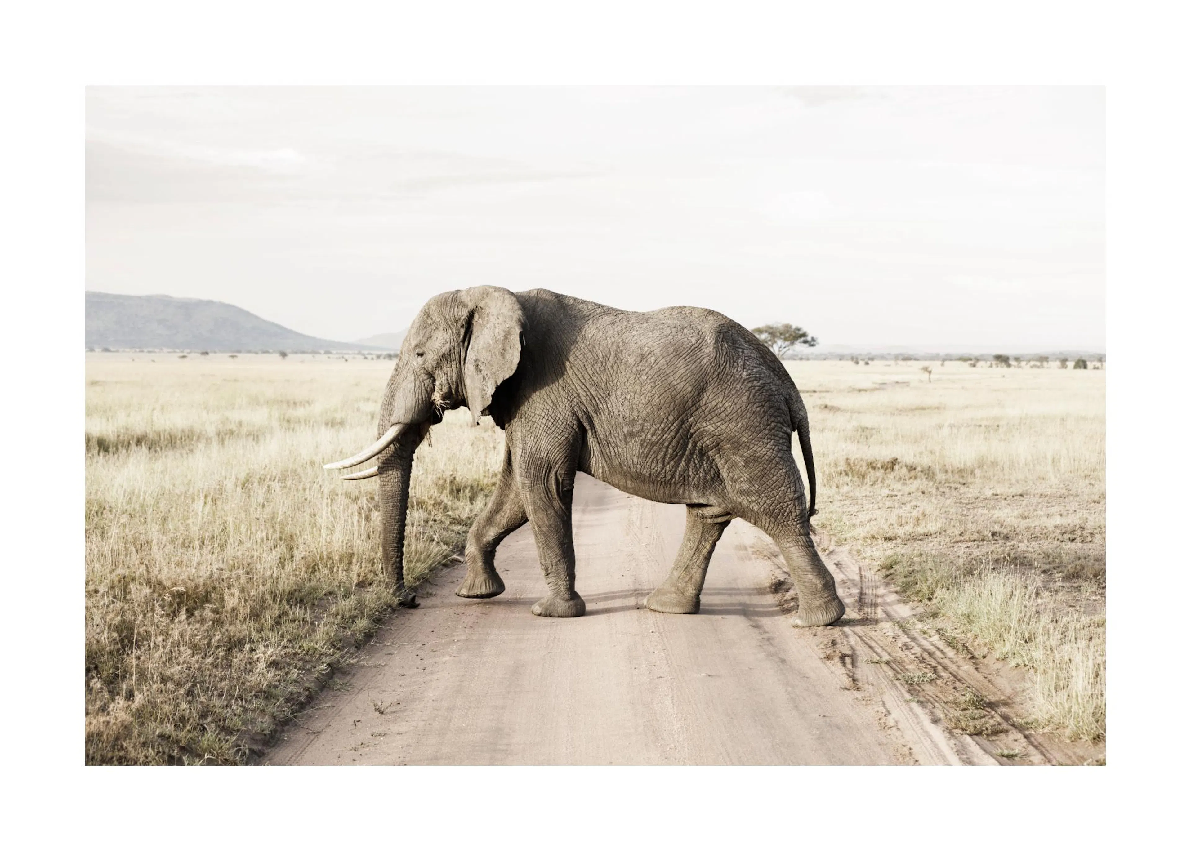 A poster featuring an African elephant walking across a dirt road in a dry, grassy landscape under a bright sky.