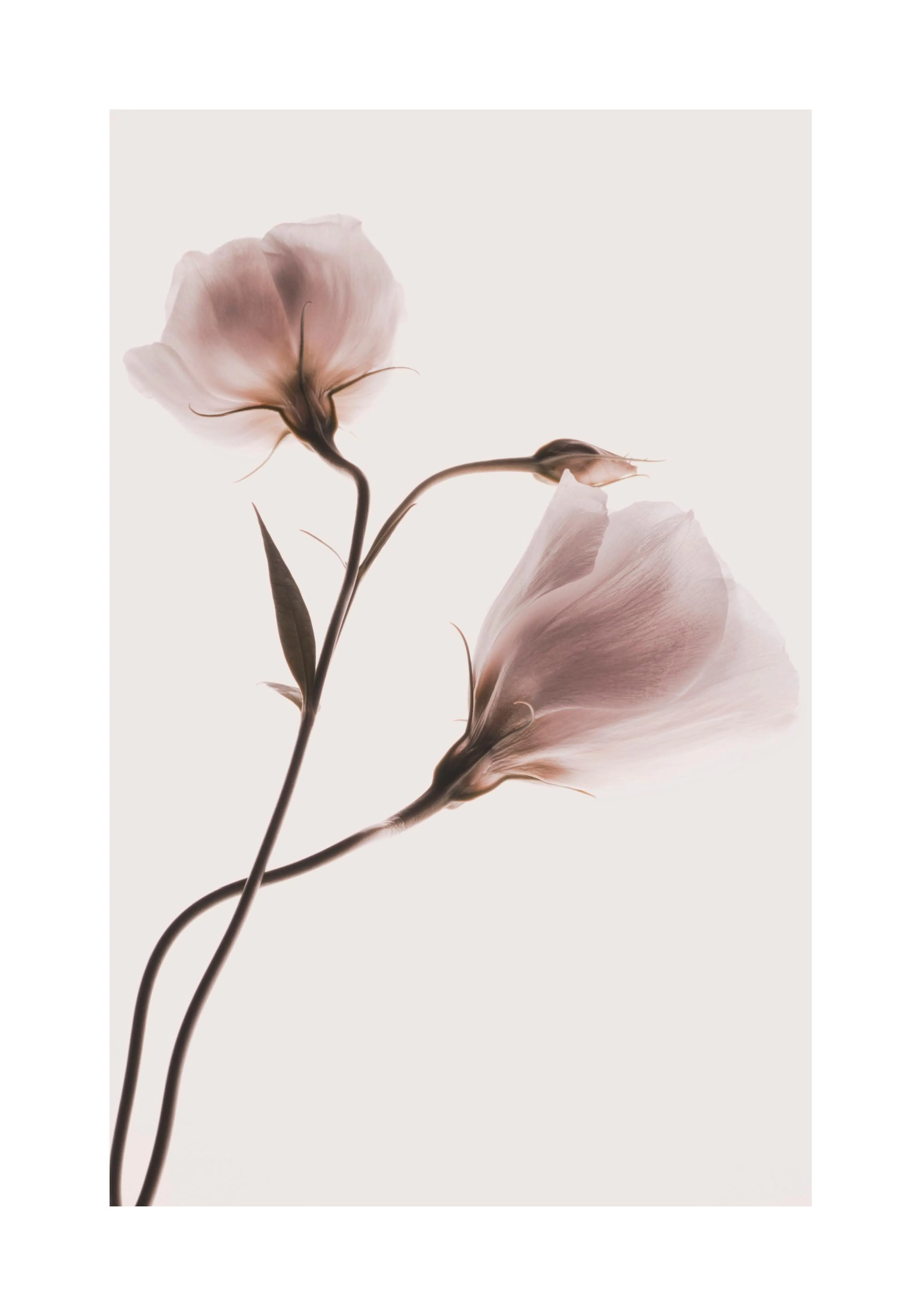 A delicate poster of two light pink translucent flowers with dark stems on a soft white background.