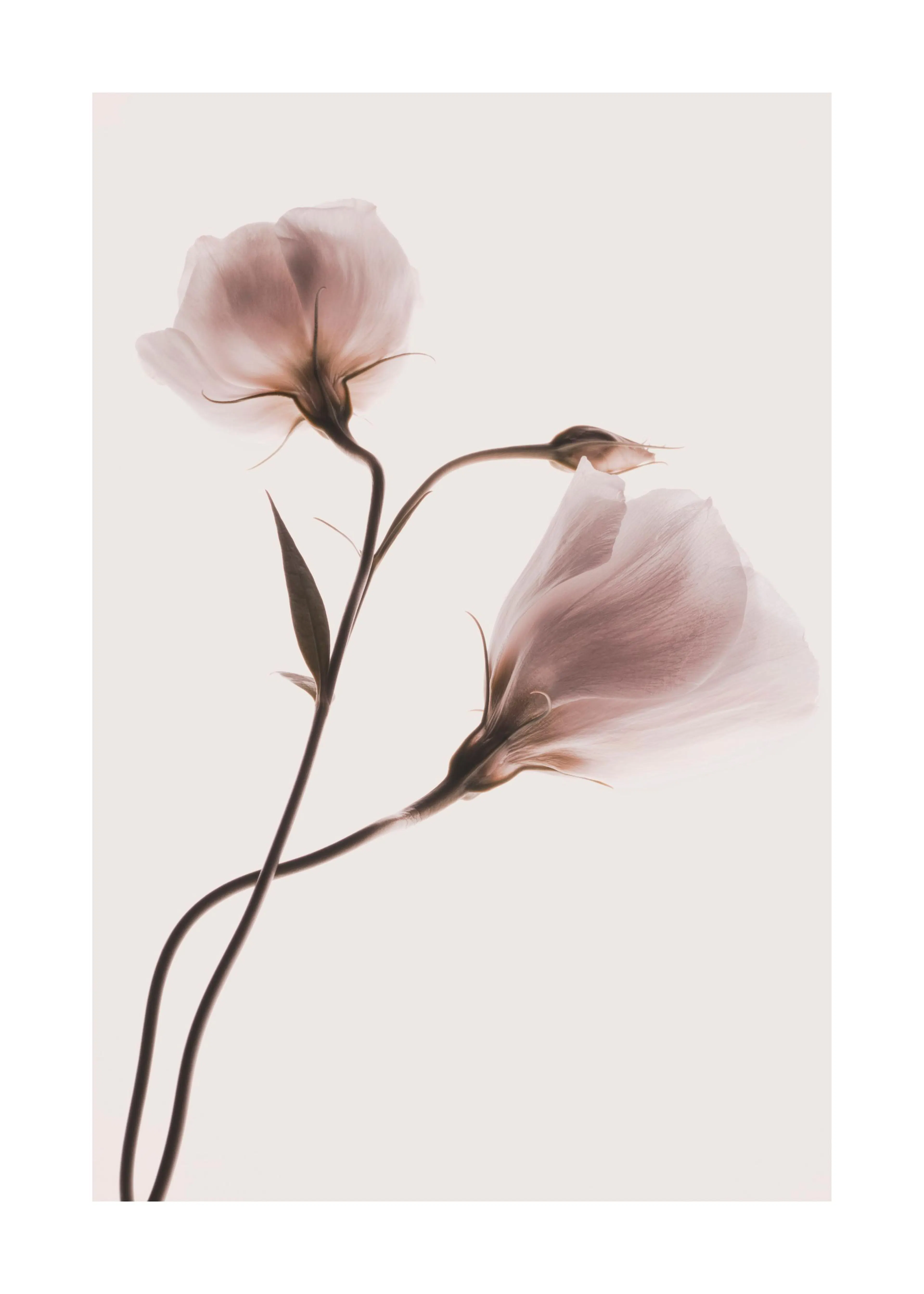 A poster featuring two translucent light pink flowers with delicate petals and dark stems against a soft white background.