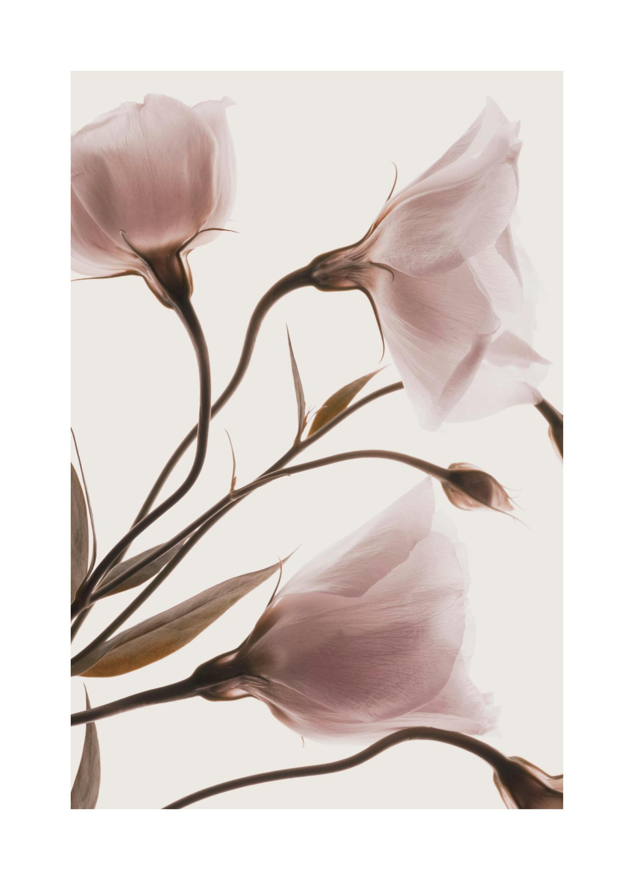 Prints Pink Pastel Flowers No2 Poster (30x40 cm) - Poster Store