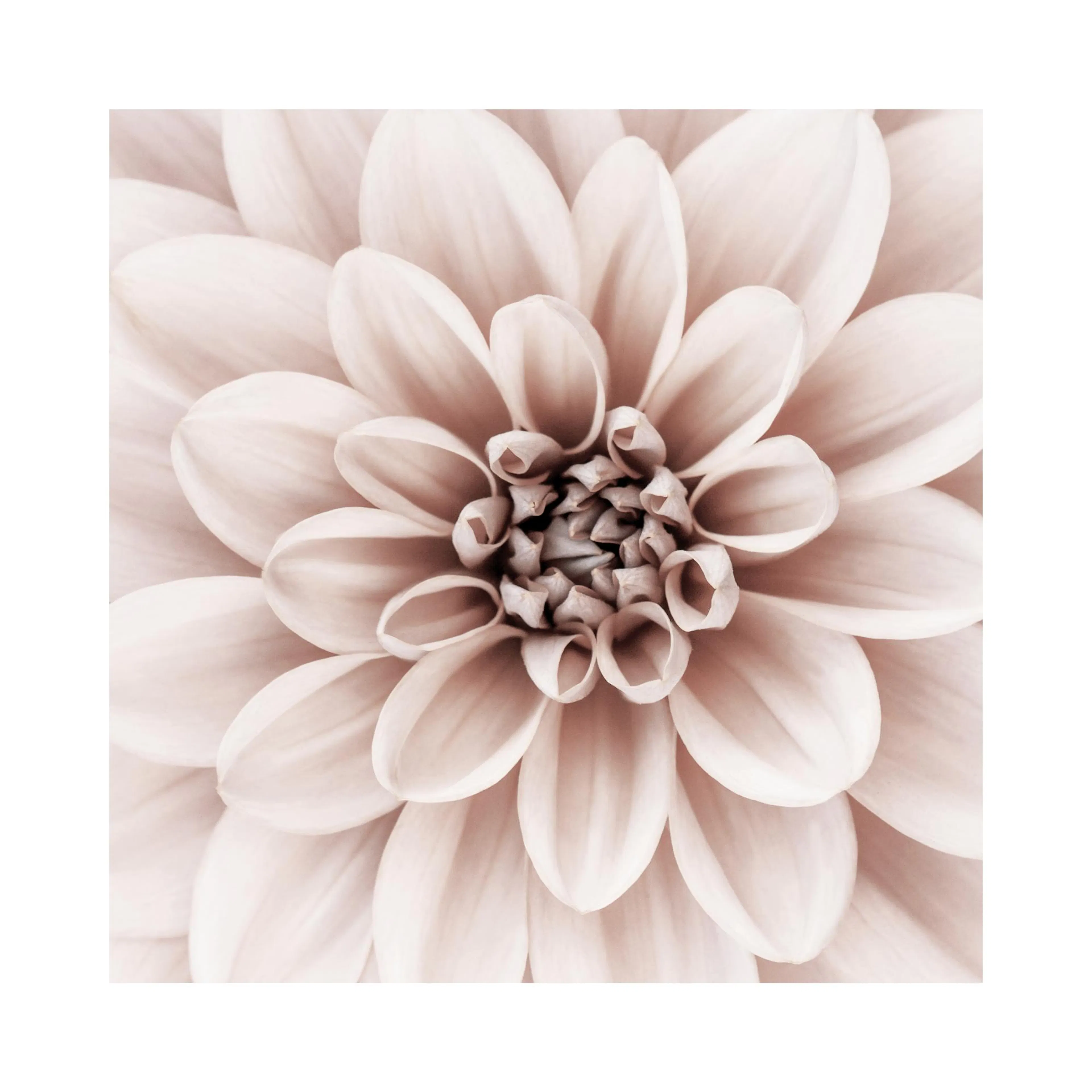 A close-up poster of a delicate dahlia flower with light pink petals, showcasing its intricate pattern.