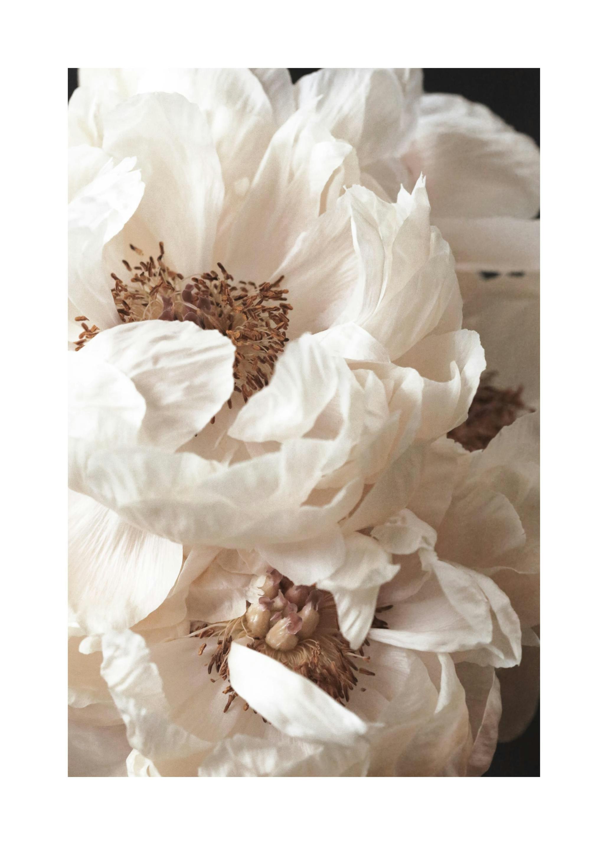 Plakat Kremowe Piwonie (50x70 cm) - Poster Store