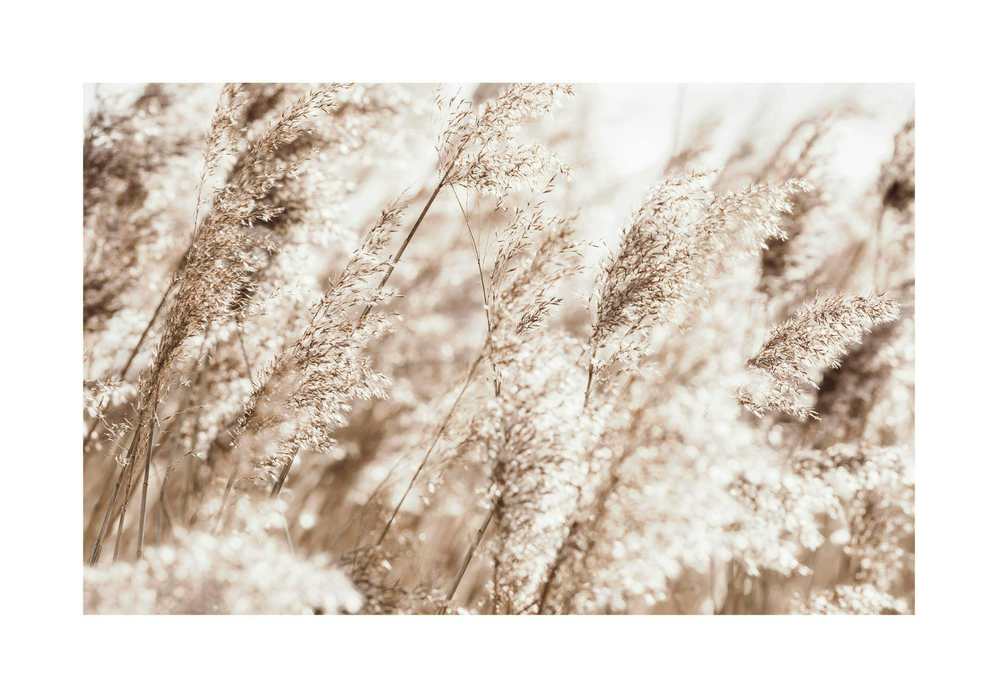 Poster mit beige-braunem Schilfgras in der Natur, welches im Sonnenlicht leuchtet.