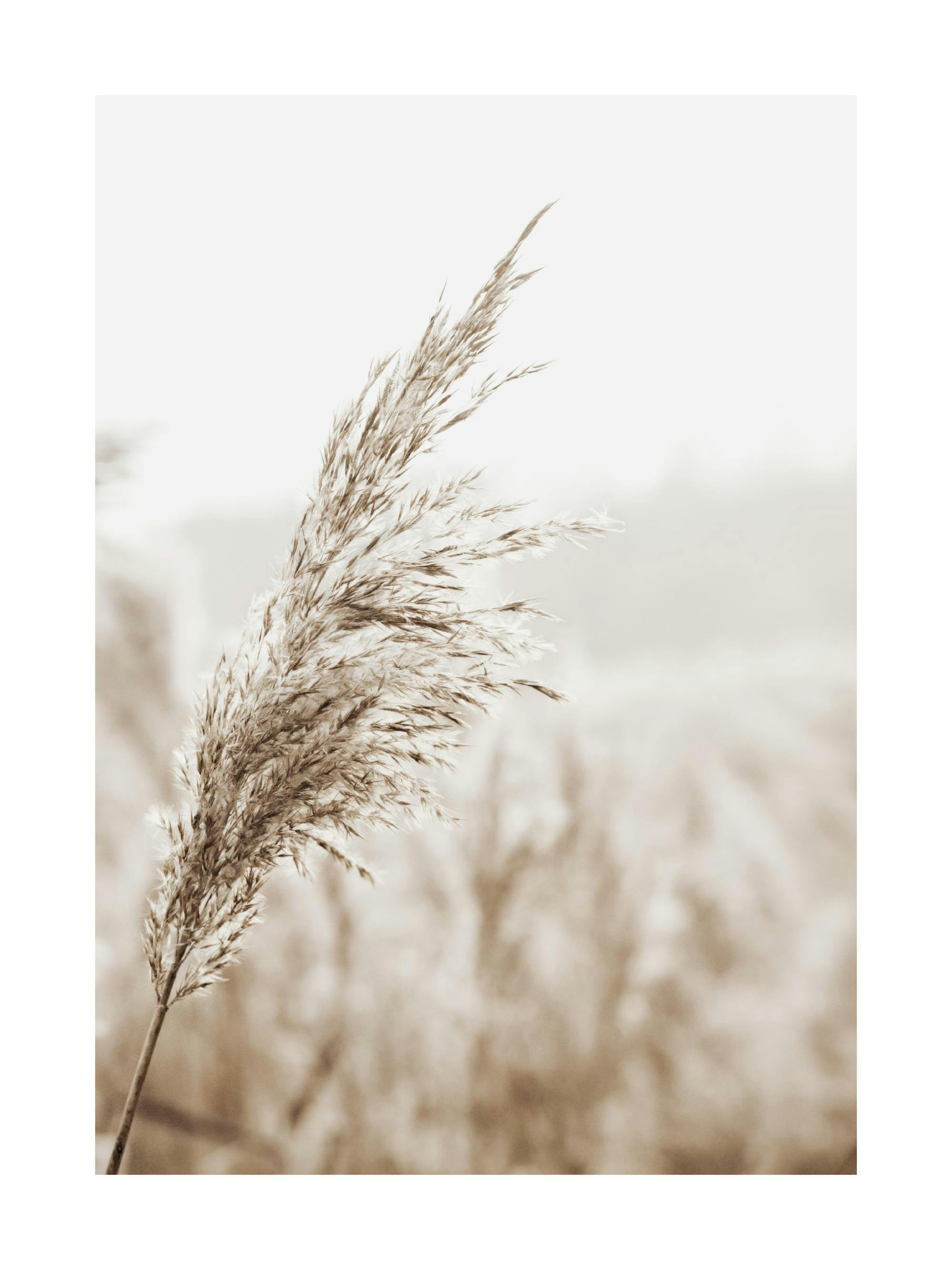 Un poster di una pianta di pampa dai toni beige e marroni su sfondo chiaro e sfocato.