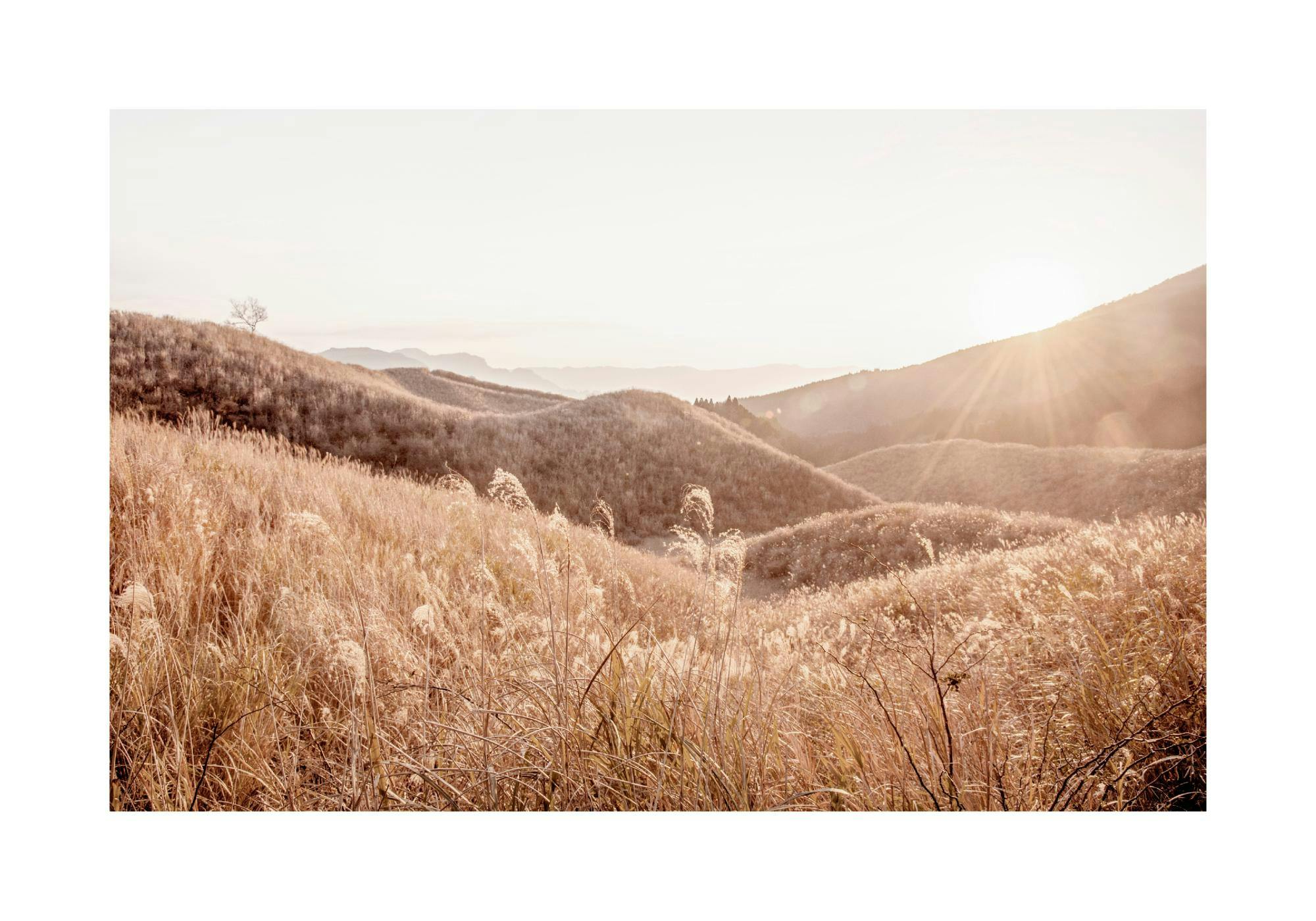 Juliste kuvaa auringonlaskua kuivien, ruskean ja kullanväristen ruohokukkuloiden yllä, joita peittää kasvillisuus.