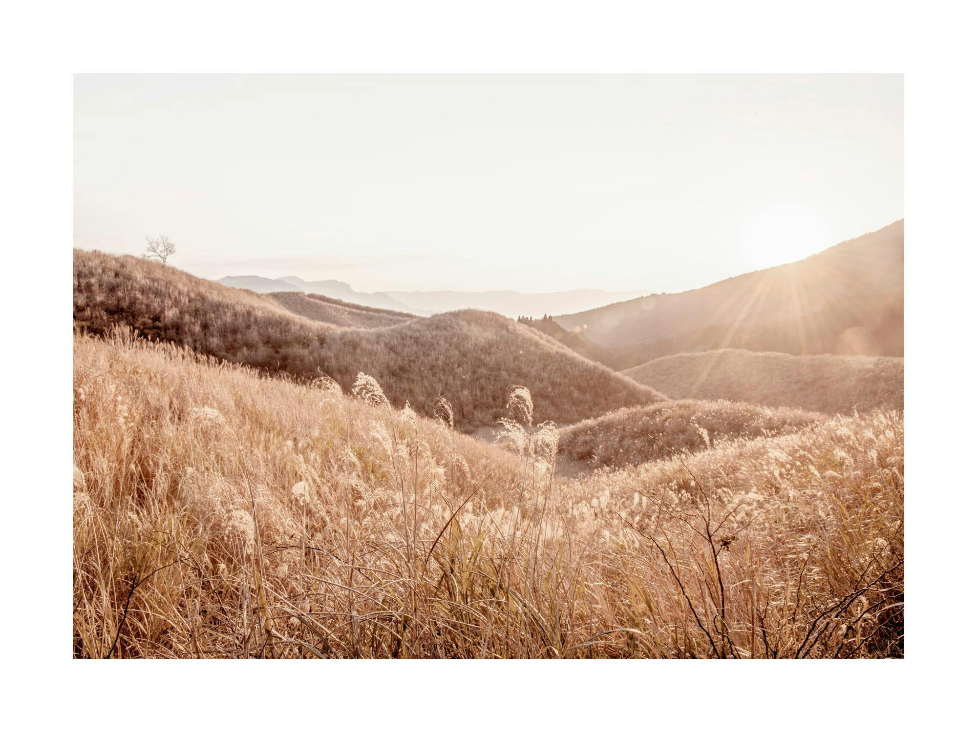 Poster van glooiende heuvels bedekt met goudbruin gras en riet, badend in het zonlicht.