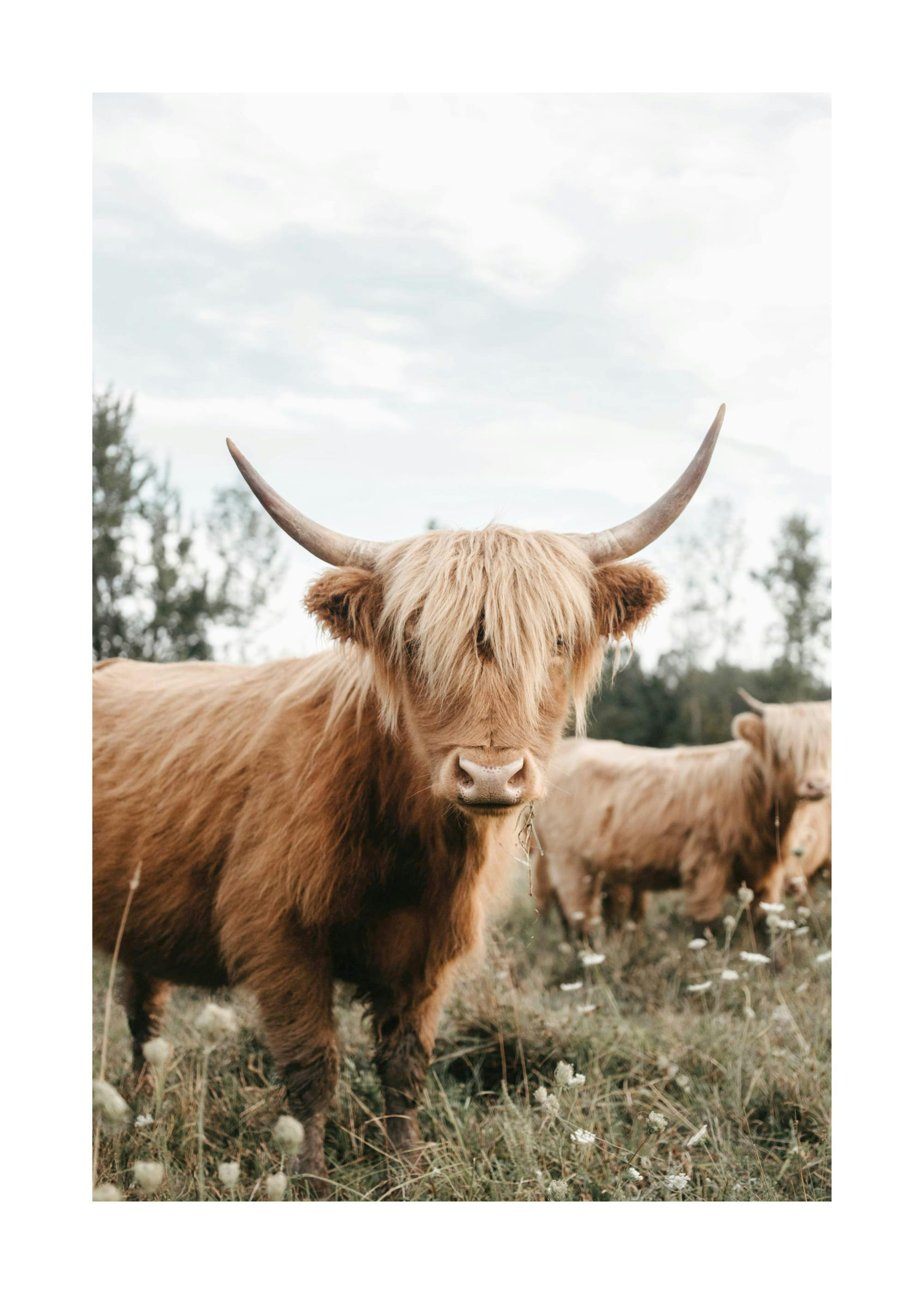 A poster featuring a shaggy, light brown Highland cow with long horns, standing in a field of wildflowers.
