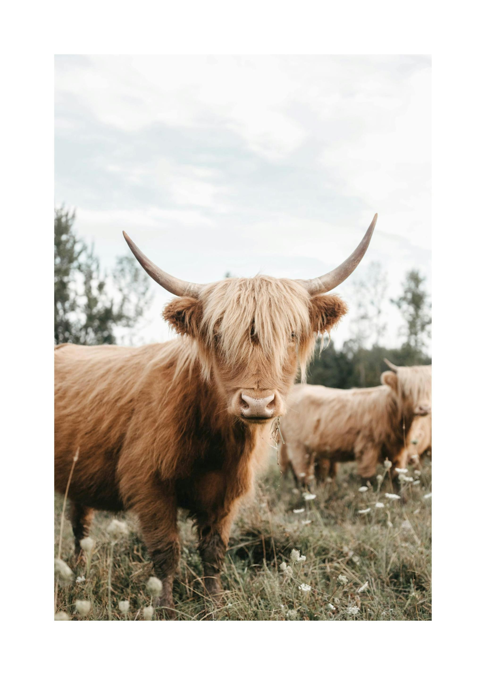 Hochlandrind Poster (50x70 cm) - Poster Store