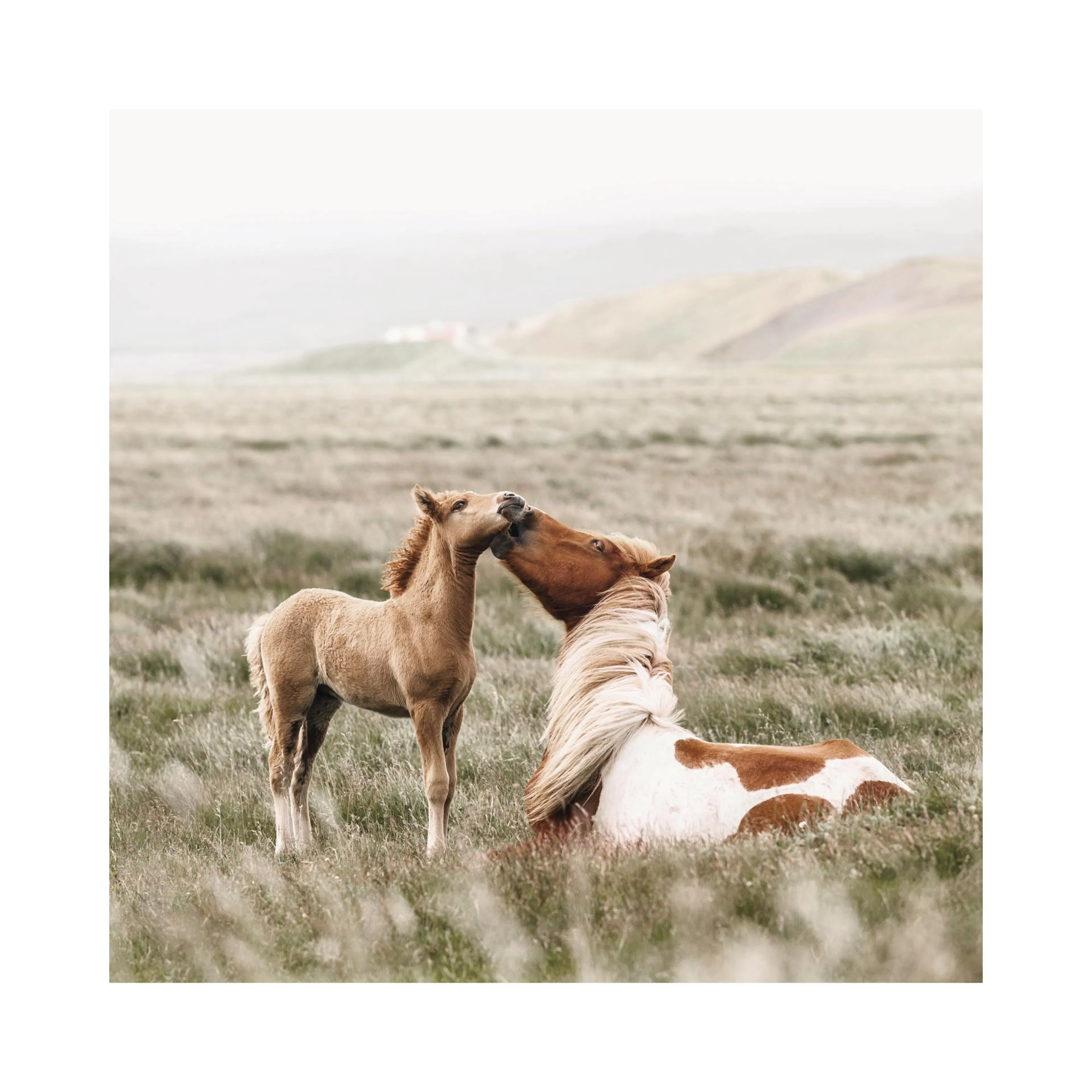 Poster dun poulain et dun cheval brun et blanc se touchant le museau dans un champ dherbe verte.