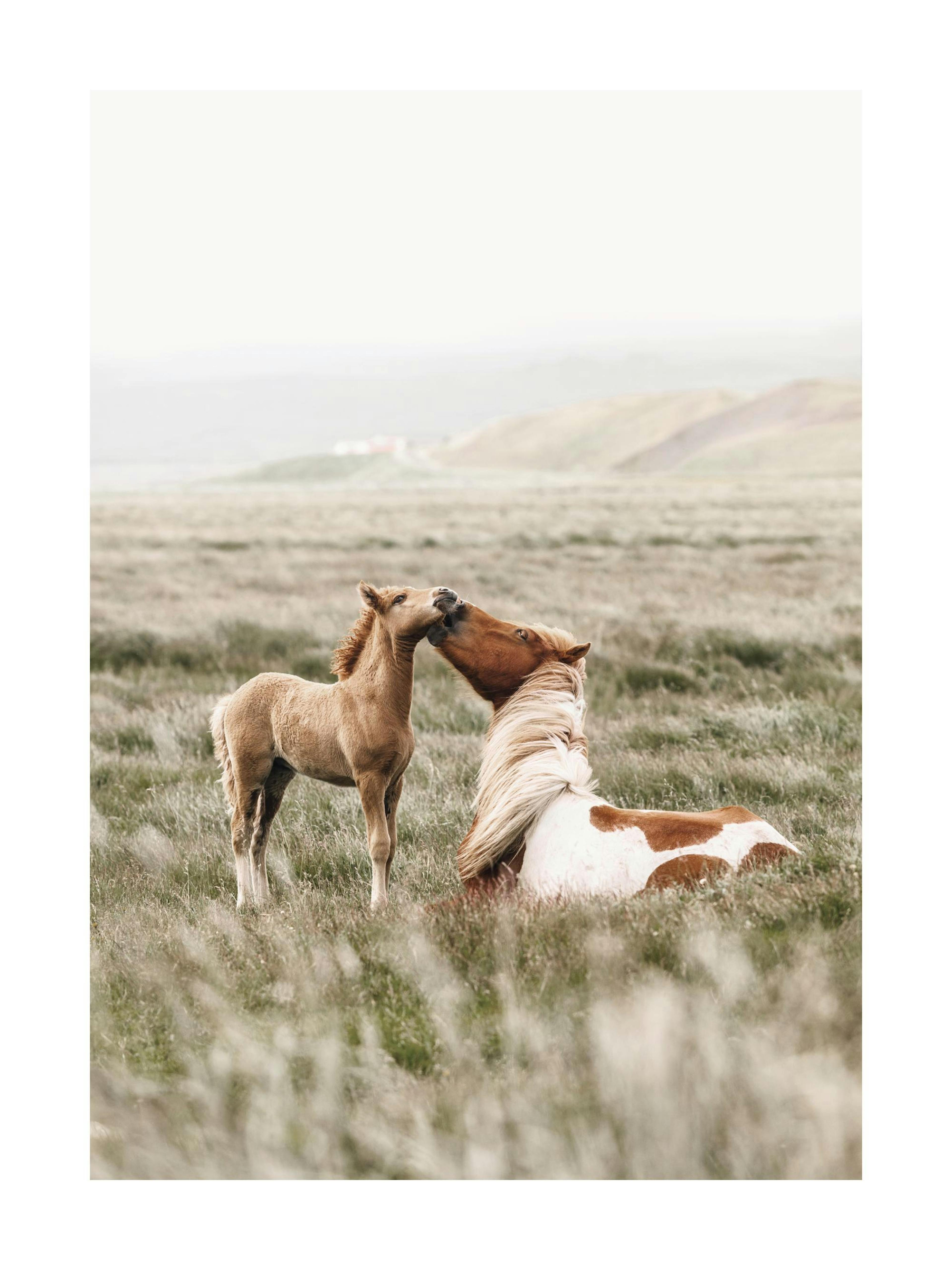 A poster featuring a brown foal standing next to a brown and white horse laying down, touching noses in a grassy field.